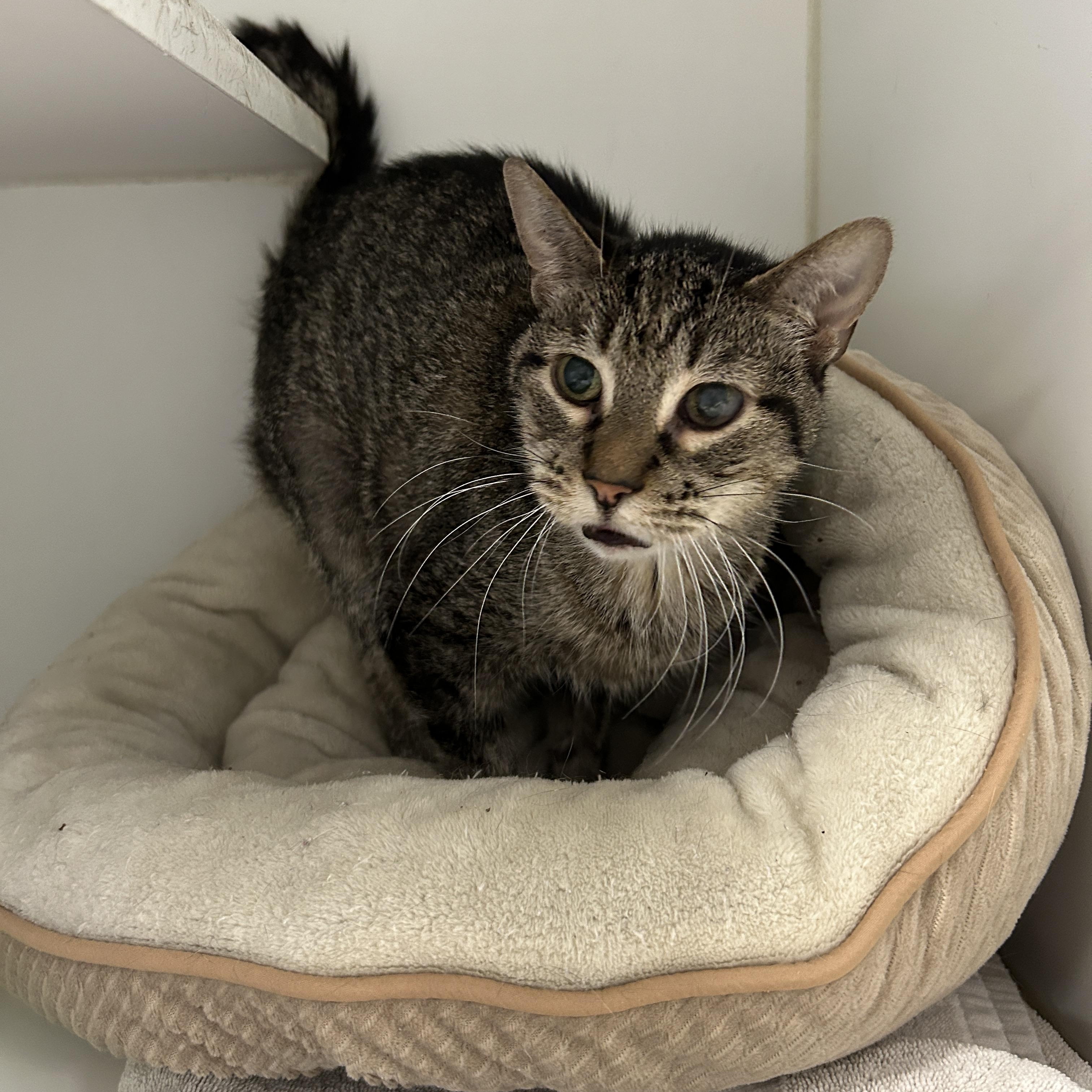 Pebbles, a Adoptable Domestic Short Hair in La Grange Park, IL image 6/6