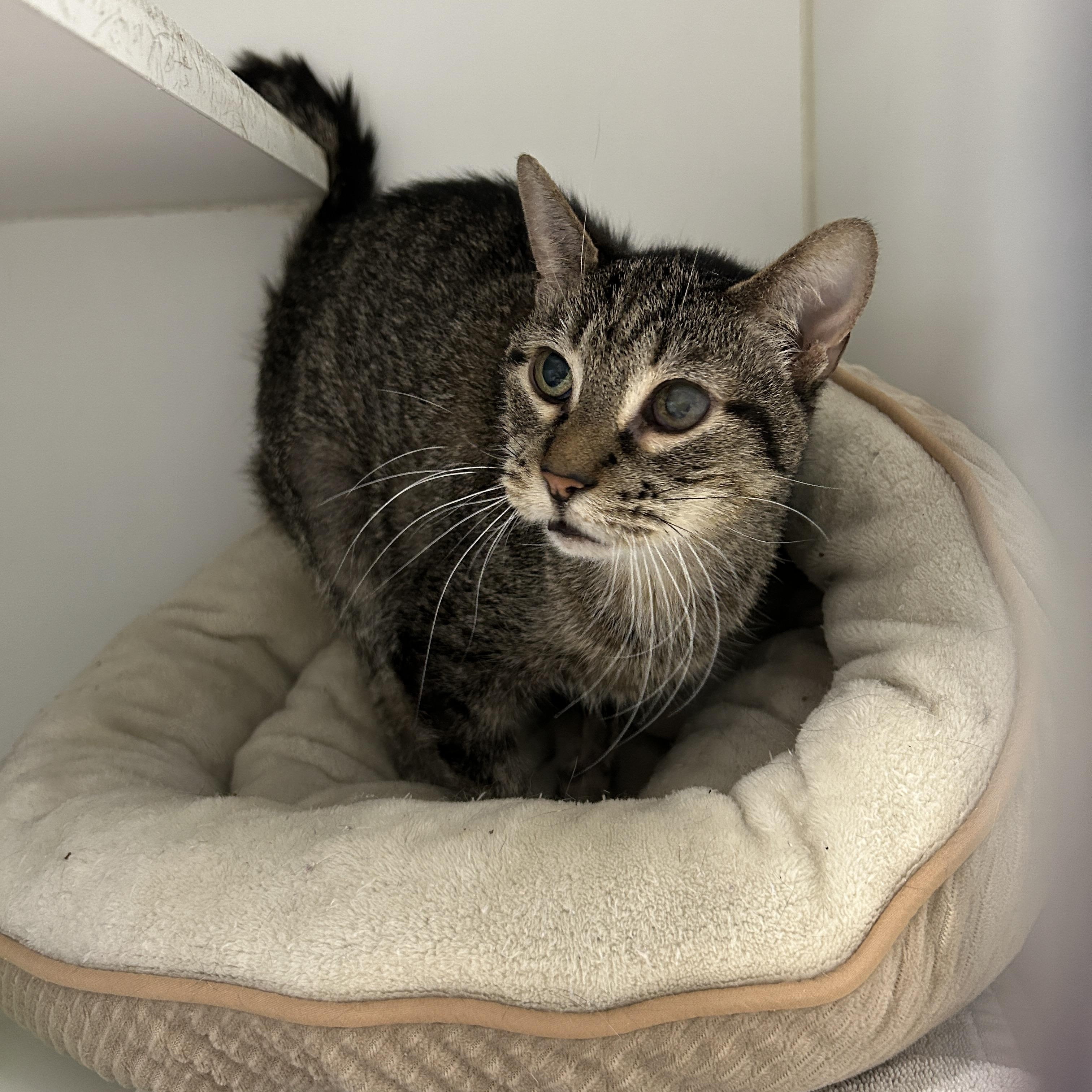 Pebbles, a Adoptable Domestic Short Hair in La Grange Park, IL image 2/6