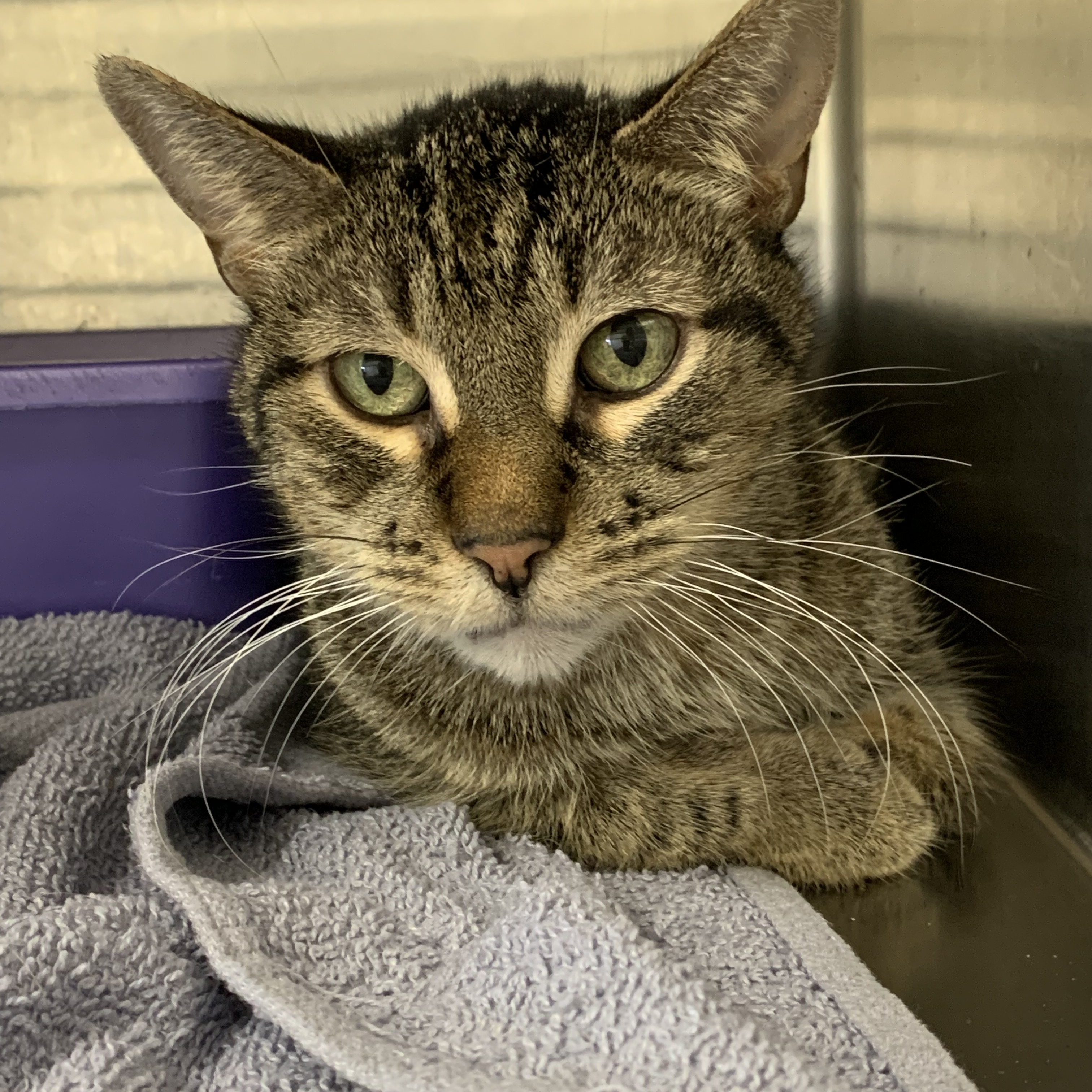 Pebbles, a Adoptable Domestic Short Hair in La Grange Park, IL image 4/6