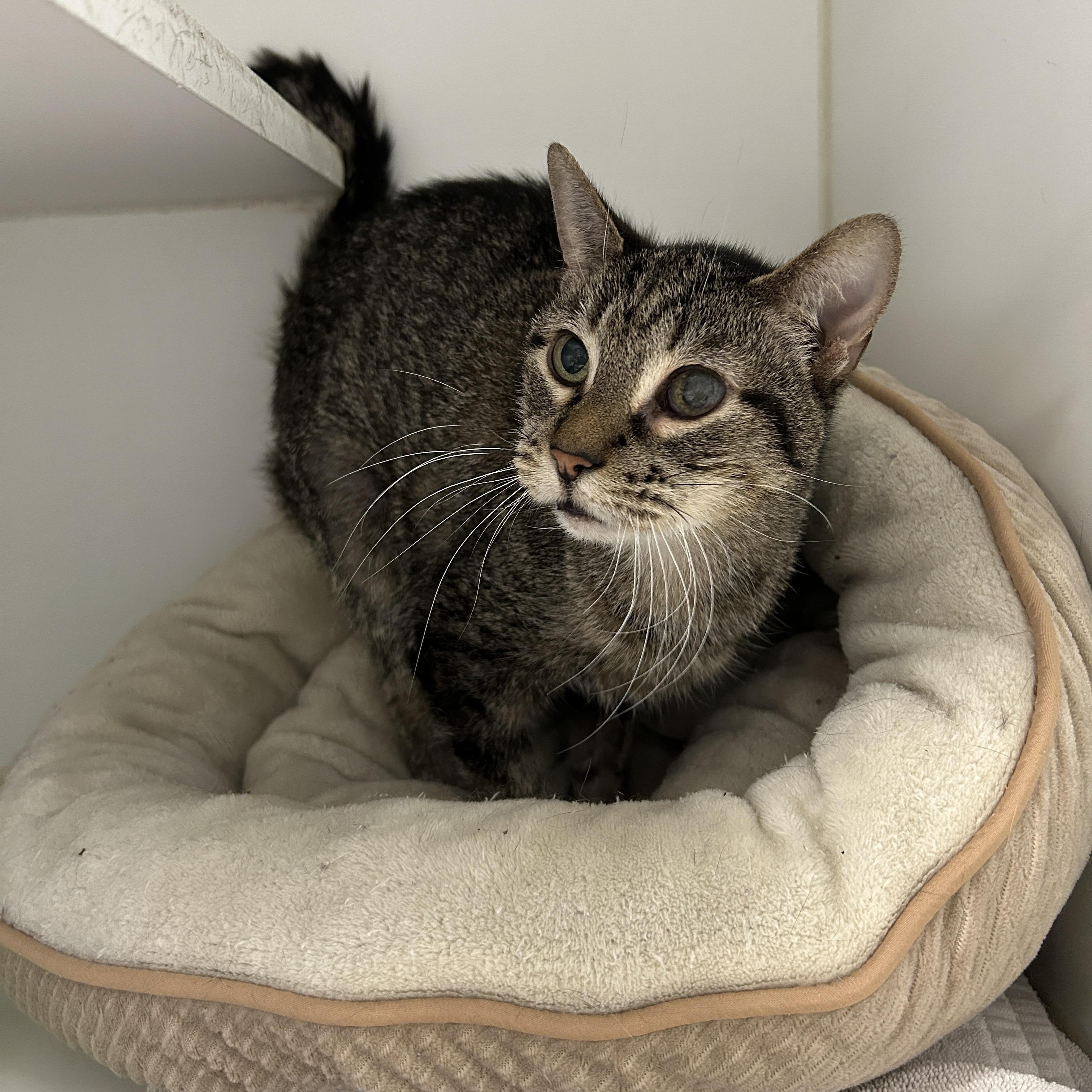 Pebbles, a Adoptable Domestic Short Hair in La Grange Park, IL image 5/6