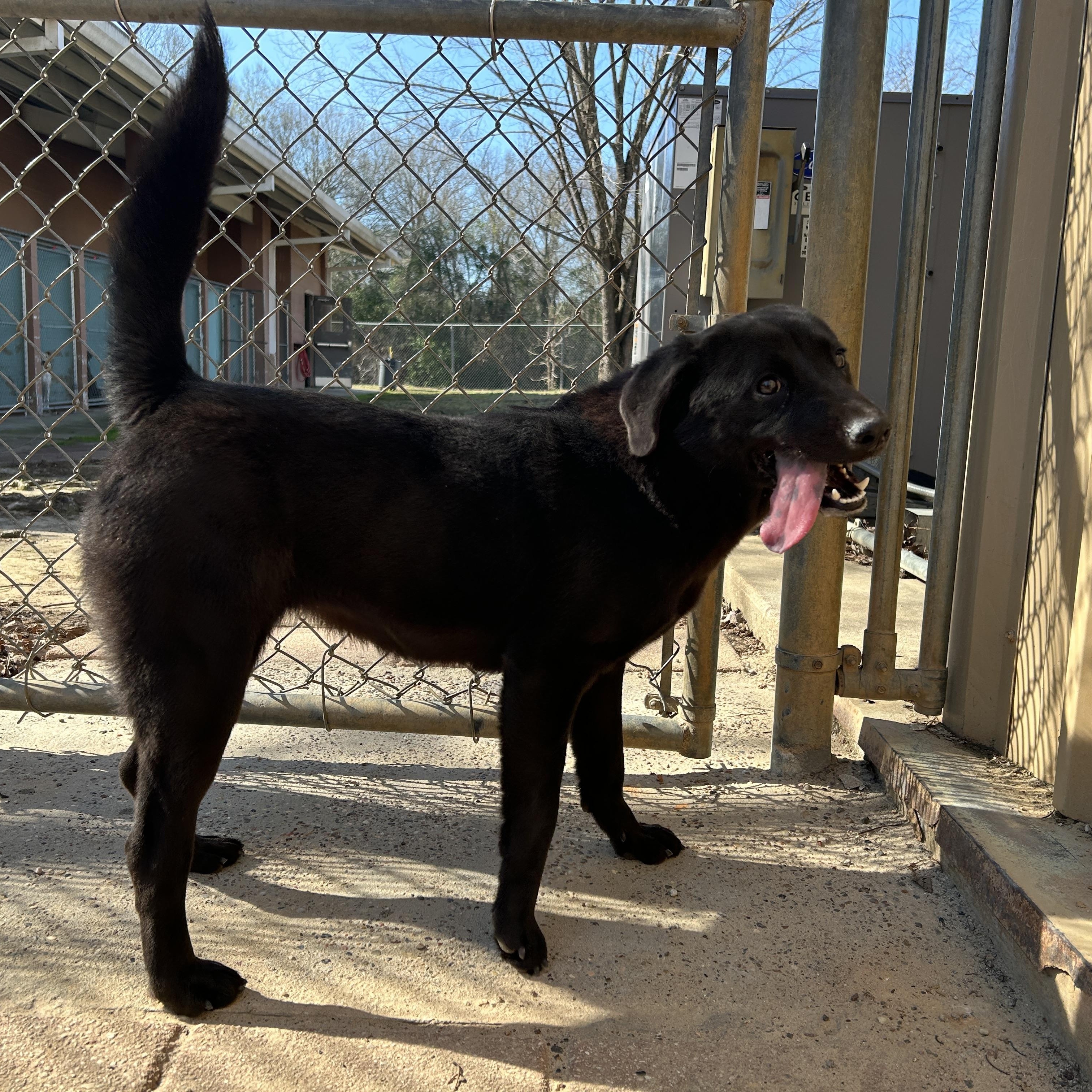 Enlarge Onyx, a ADOPTABLE mixed breed in New York, NY image 3/5