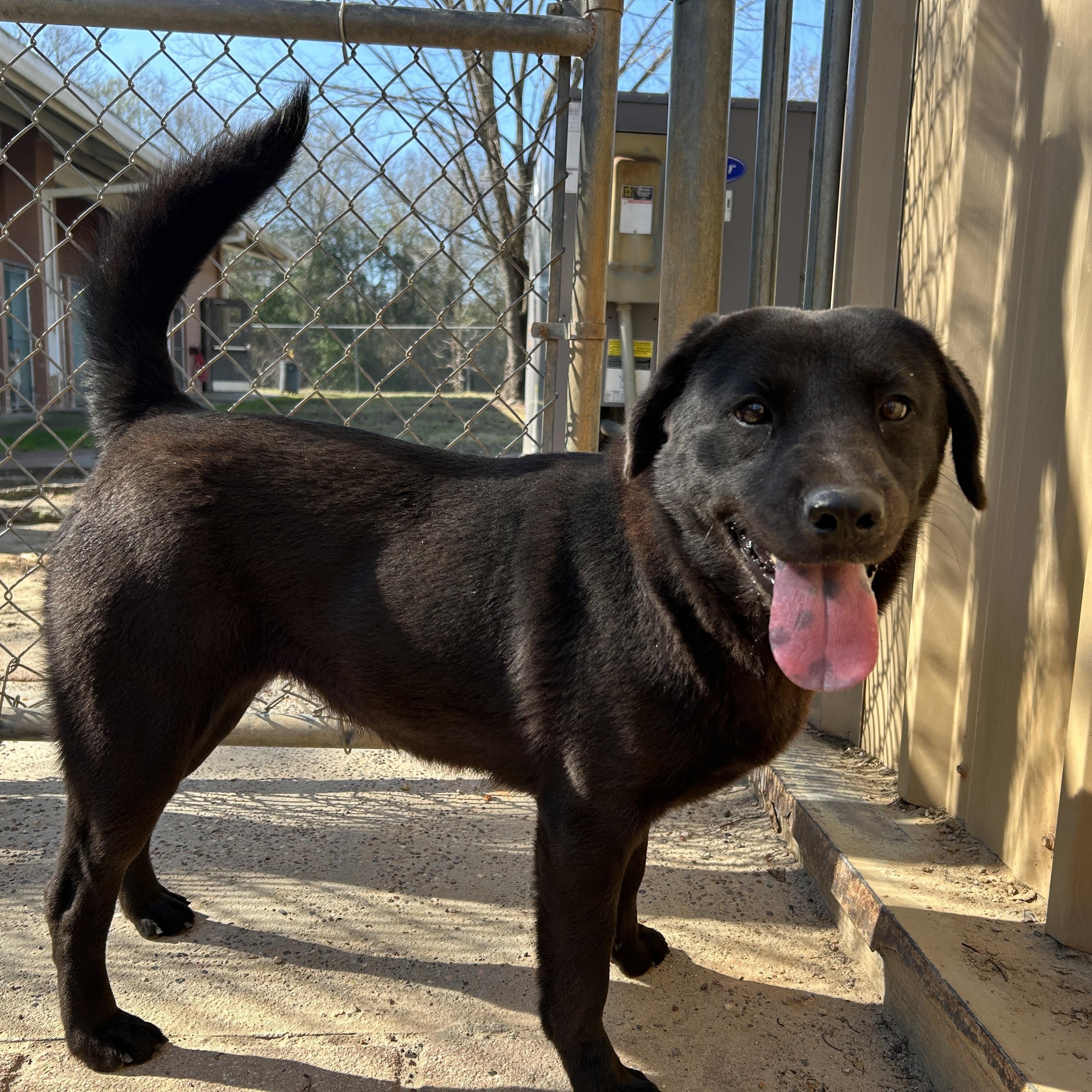 Enlarge Onyx, a ADOPTABLE mixed breed in New York, NY image 2/5