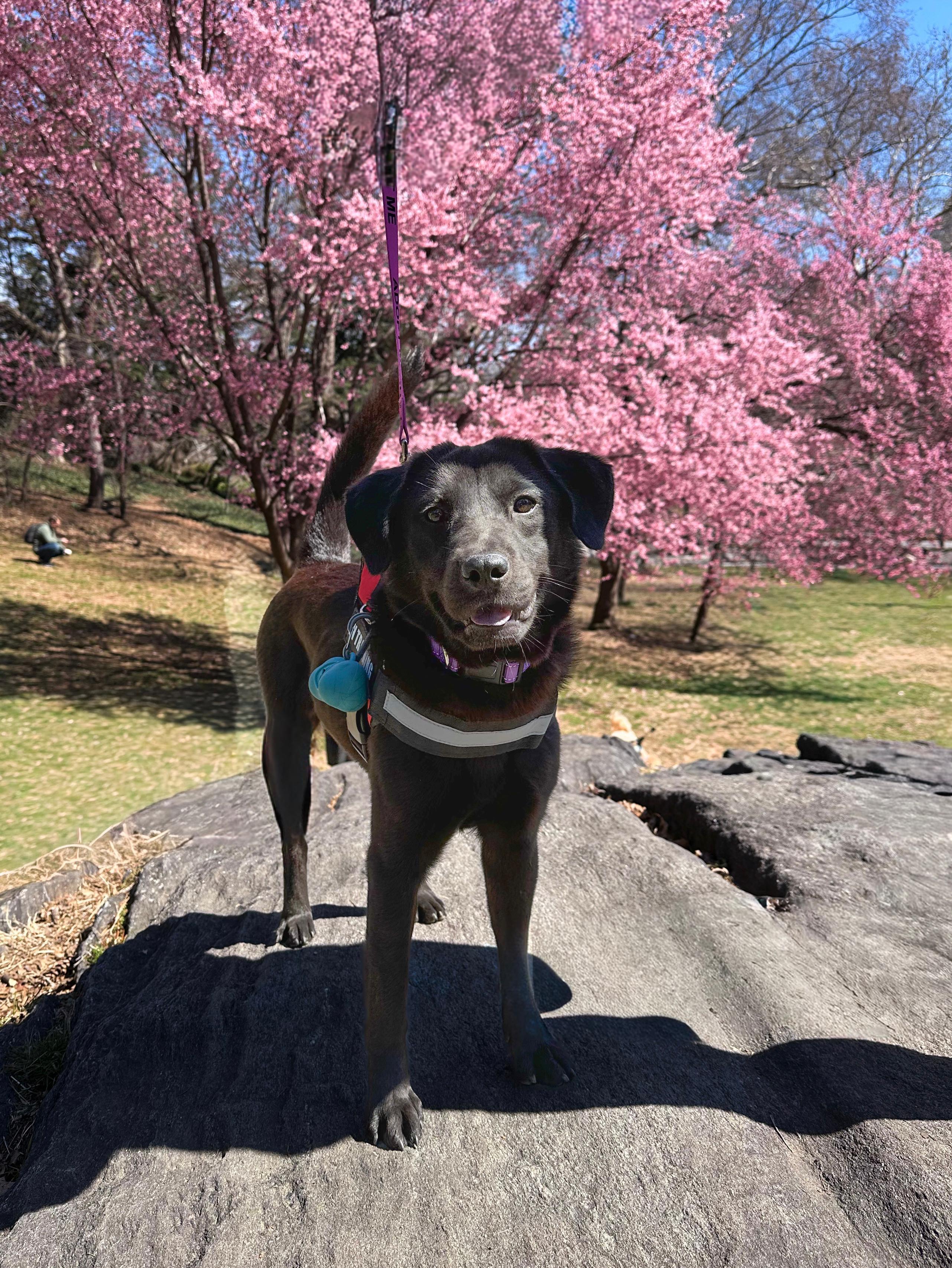 Onyx, ADOPTABLE, Adult Female Black Labrador Retriever.