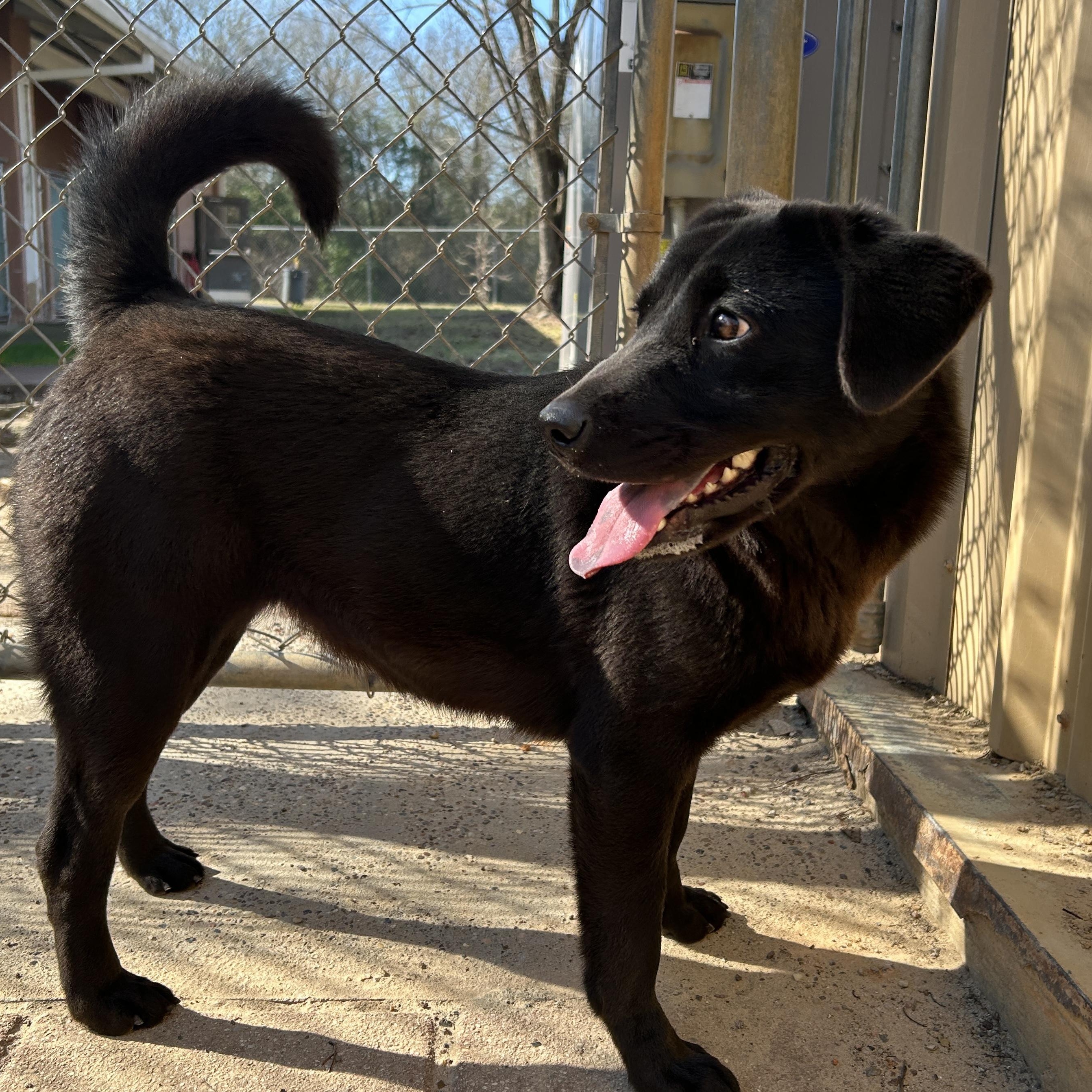 Enlarge Onyx, a ADOPTABLE mixed breed in New York, NY image 4/5