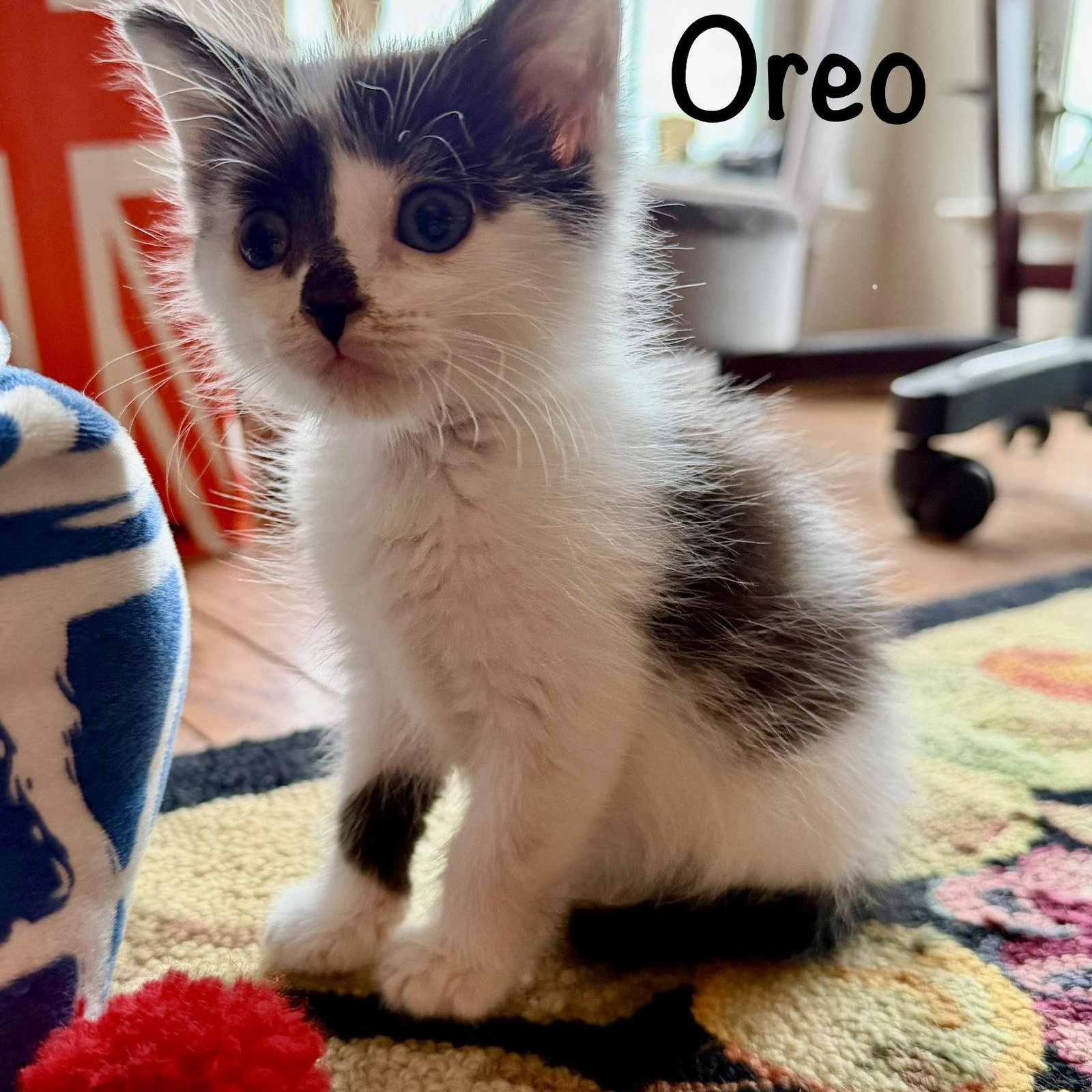 Oreo, Adoptable, Kitten Male Domestic Short Hair.