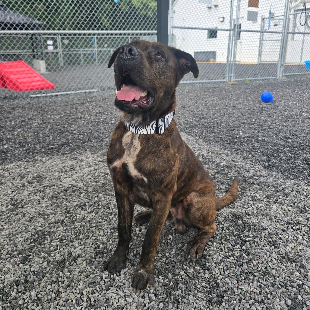 Enlarge Bubba, a Adoptable Pit Bull Terrier in Walnut Cove, NC image 1/6