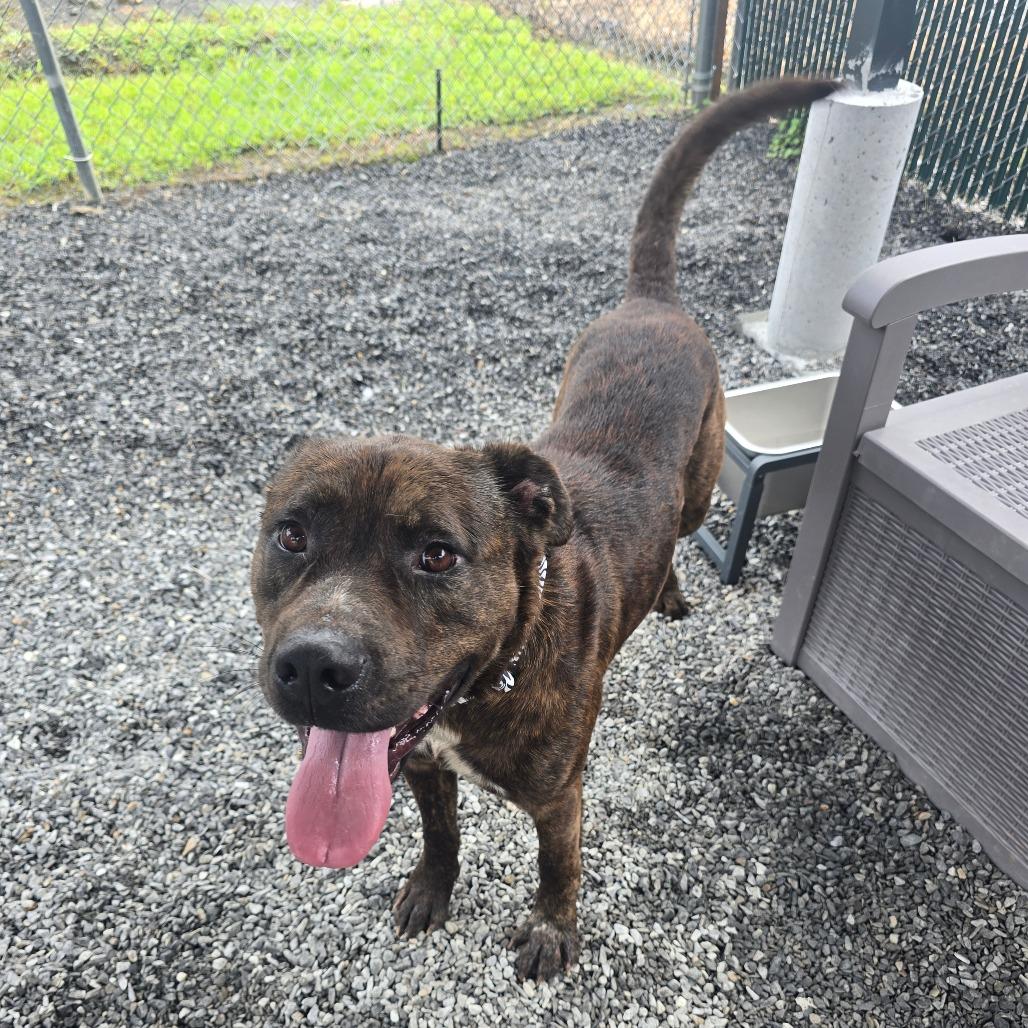 Enlarge Bubba, a Adoptable Pit Bull Terrier in Walnut Cove, NC image 2/6
