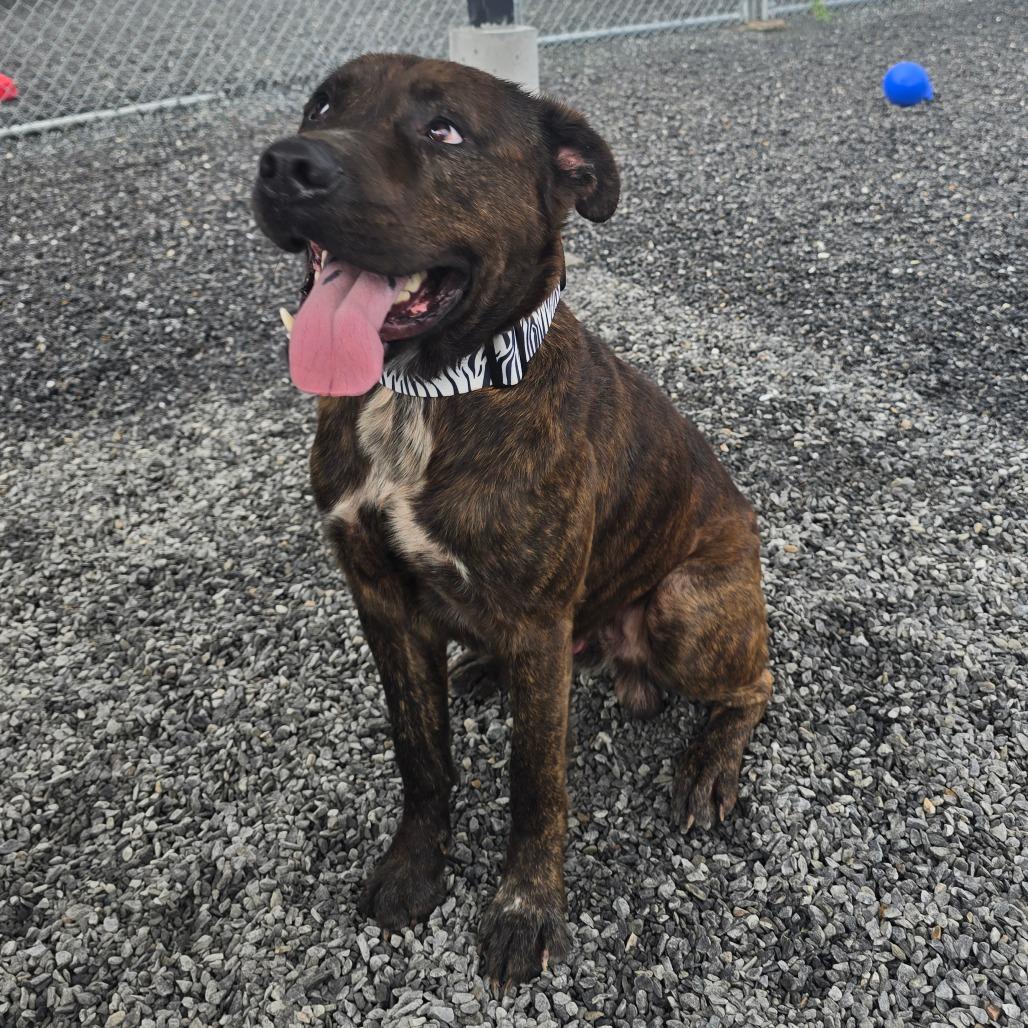 Enlarge Bubba, a Adoptable Pit Bull Terrier in Walnut Cove, NC image 3/6