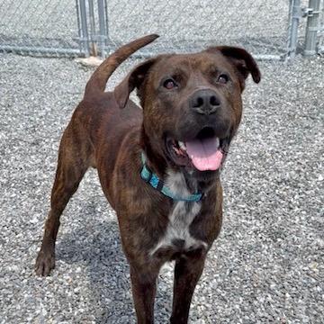 Enlarge Bubba, a Adoptable Pit Bull Terrier in Walnut Cove, NC image 4/6