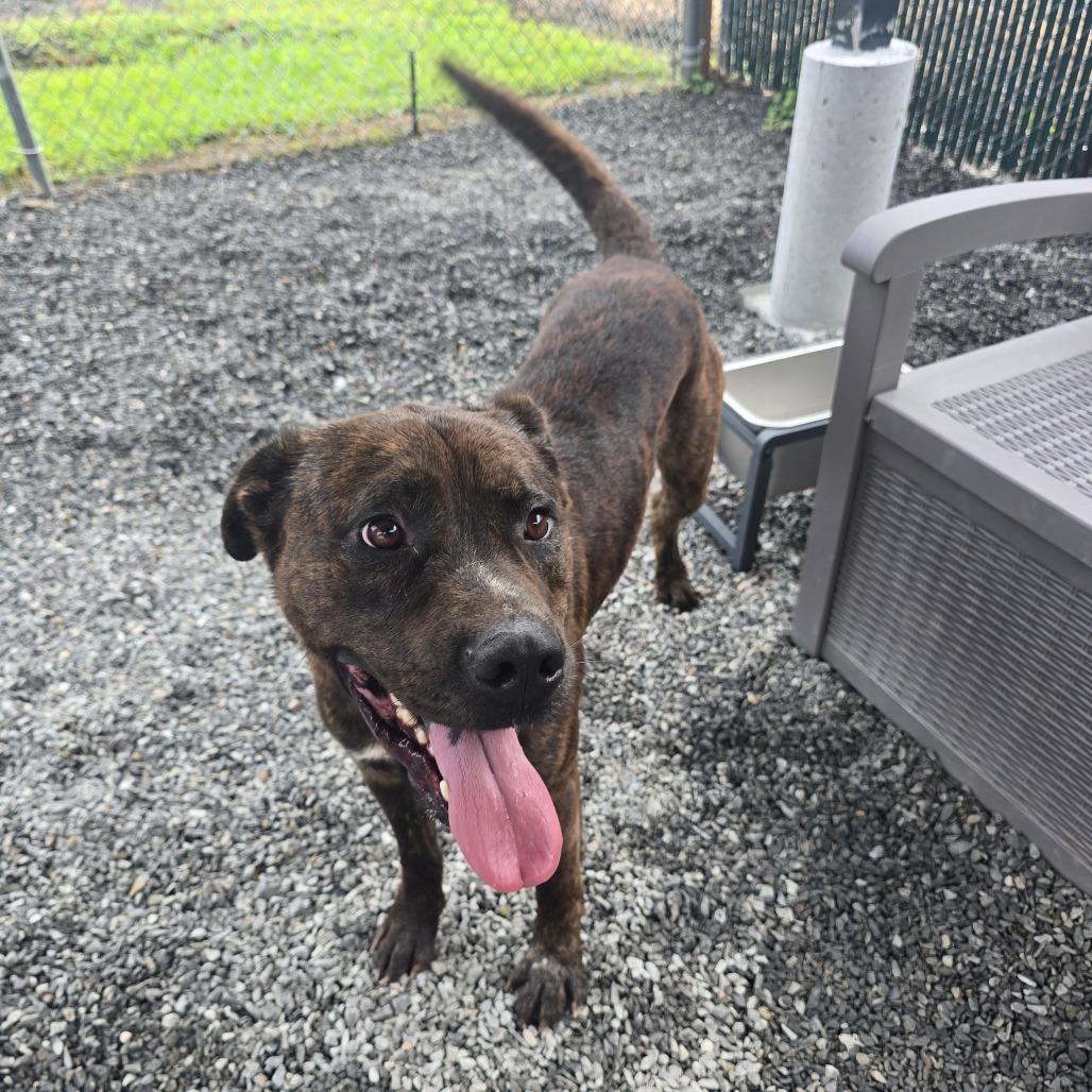 Enlarge Bubba, a Adoptable Pit Bull Terrier in Walnut Cove, NC image 5/6