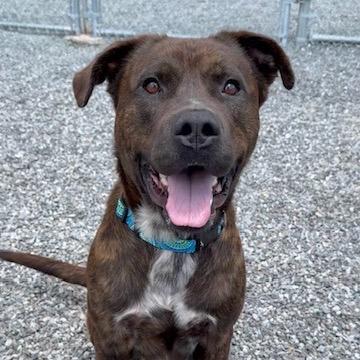 Enlarge Bubba, a Adoptable Pit Bull Terrier in Walnut Cove, NC image 6/6