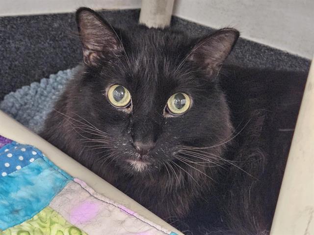 CHINO, Adoptable, Senior Male Domestic Long Hair.