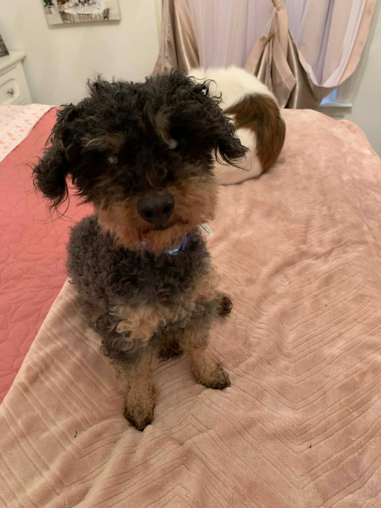 Daredevil thumbnail 2