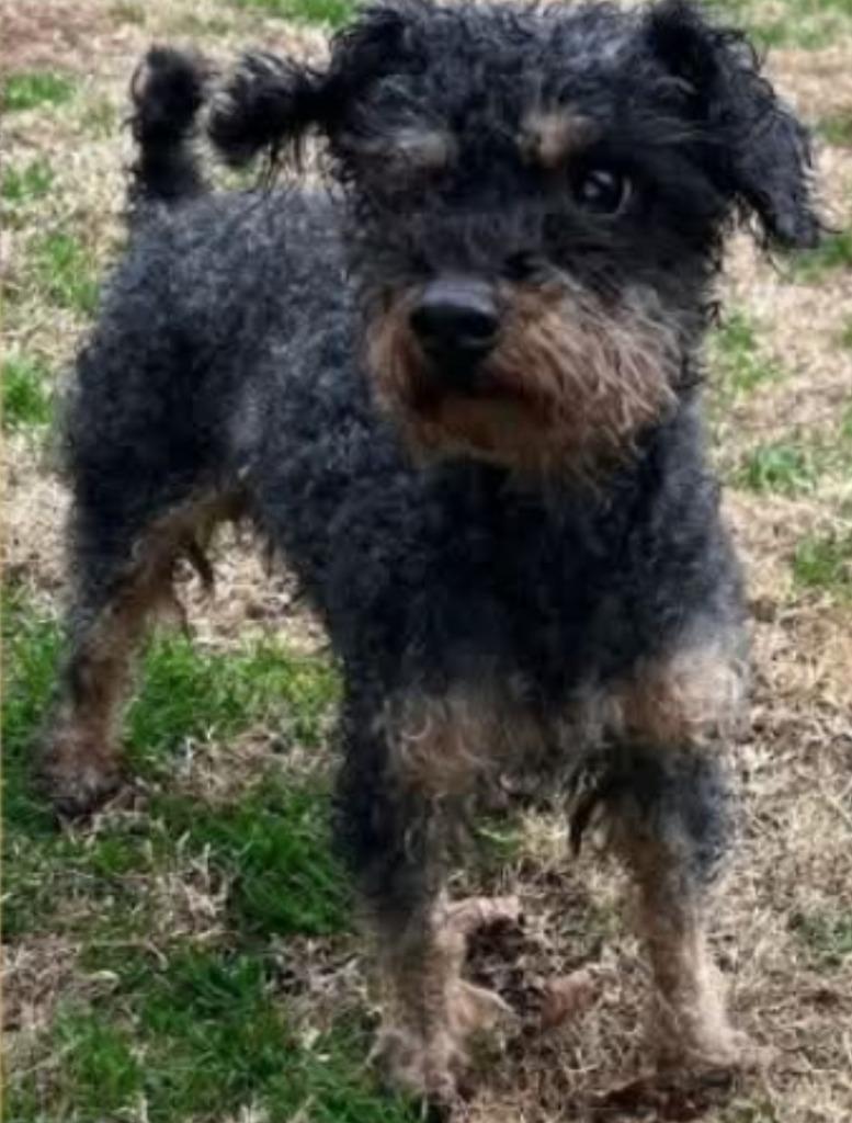 Enlarge Daredevil, a Adoptable mixed breed in Madison, AL image 1/1