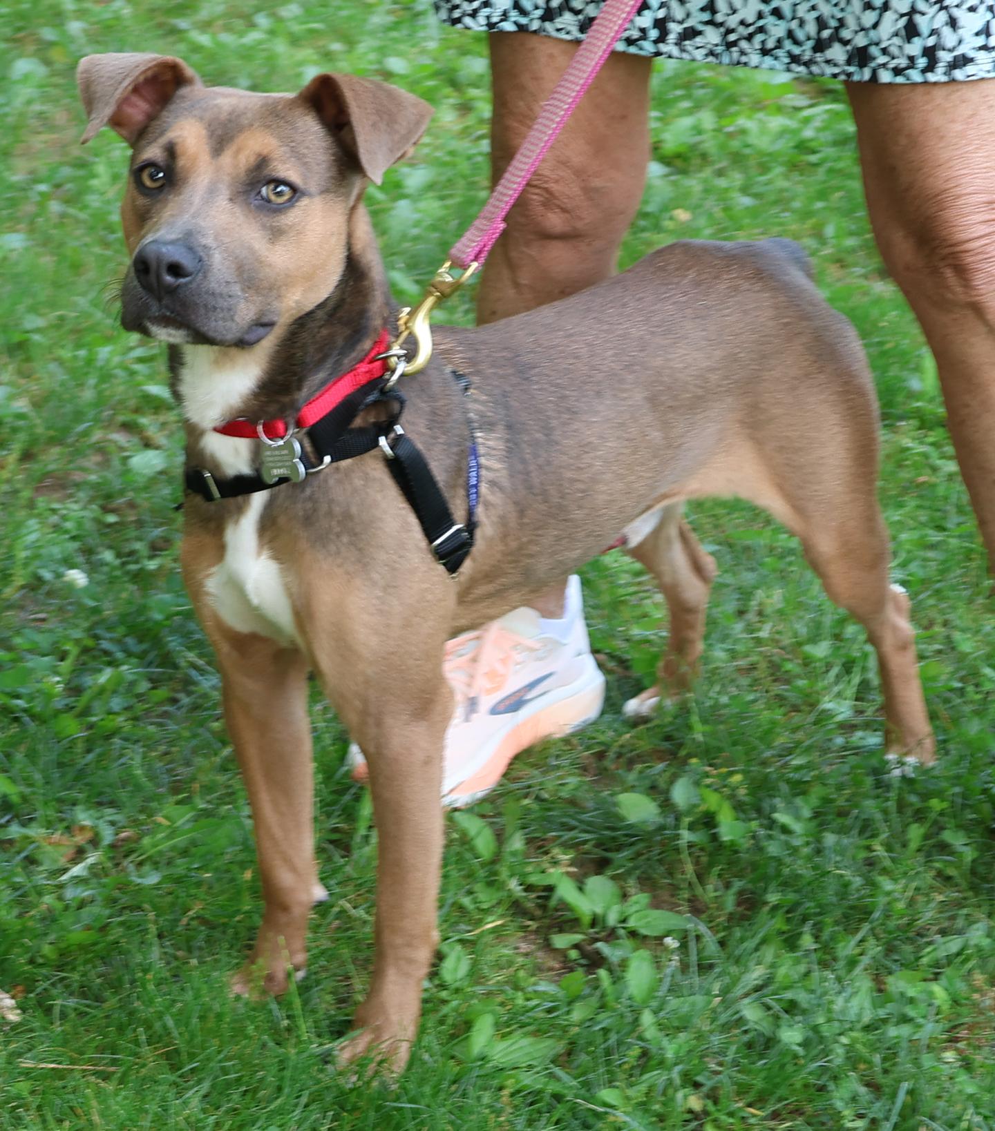 Enlarge Scout, an adopted mixed breed in Harrison, NY image 3/3