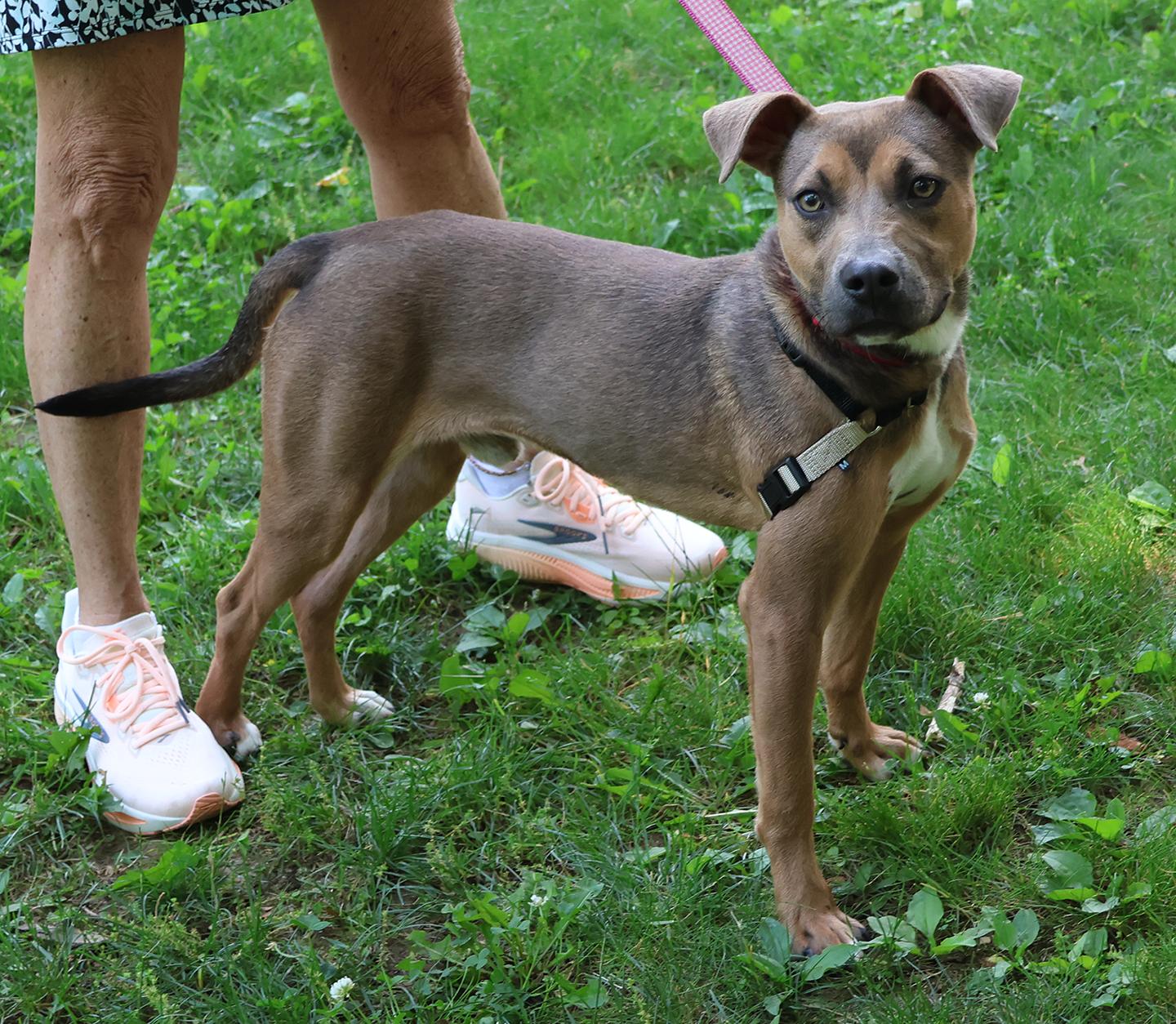 Enlarge Scout, an adopted mixed breed in Harrison, NY image 2/3