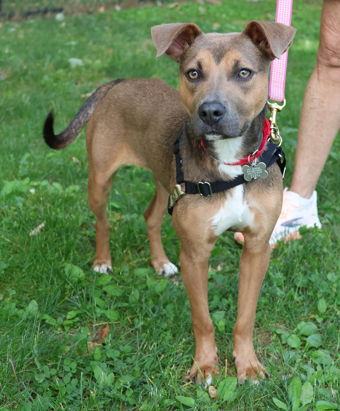 Scout, adopted, Young Male Labrador Retriever.