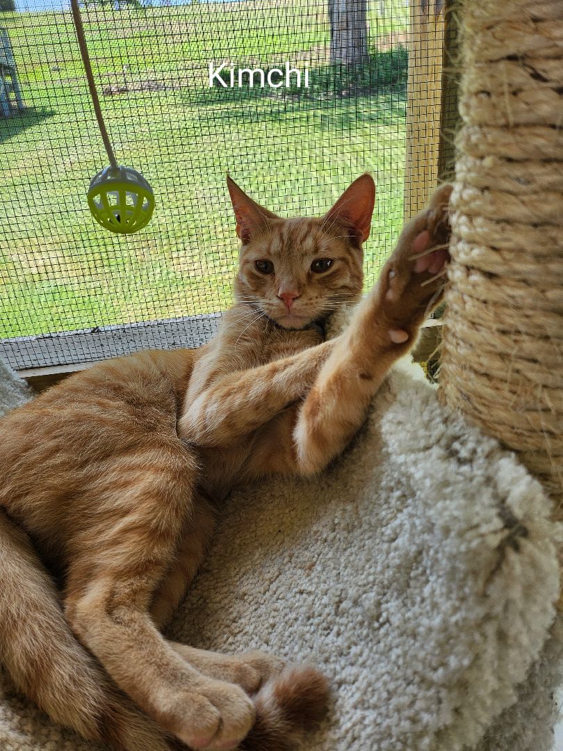 Kimchi, Adoptable, Young Male American Shorthair.