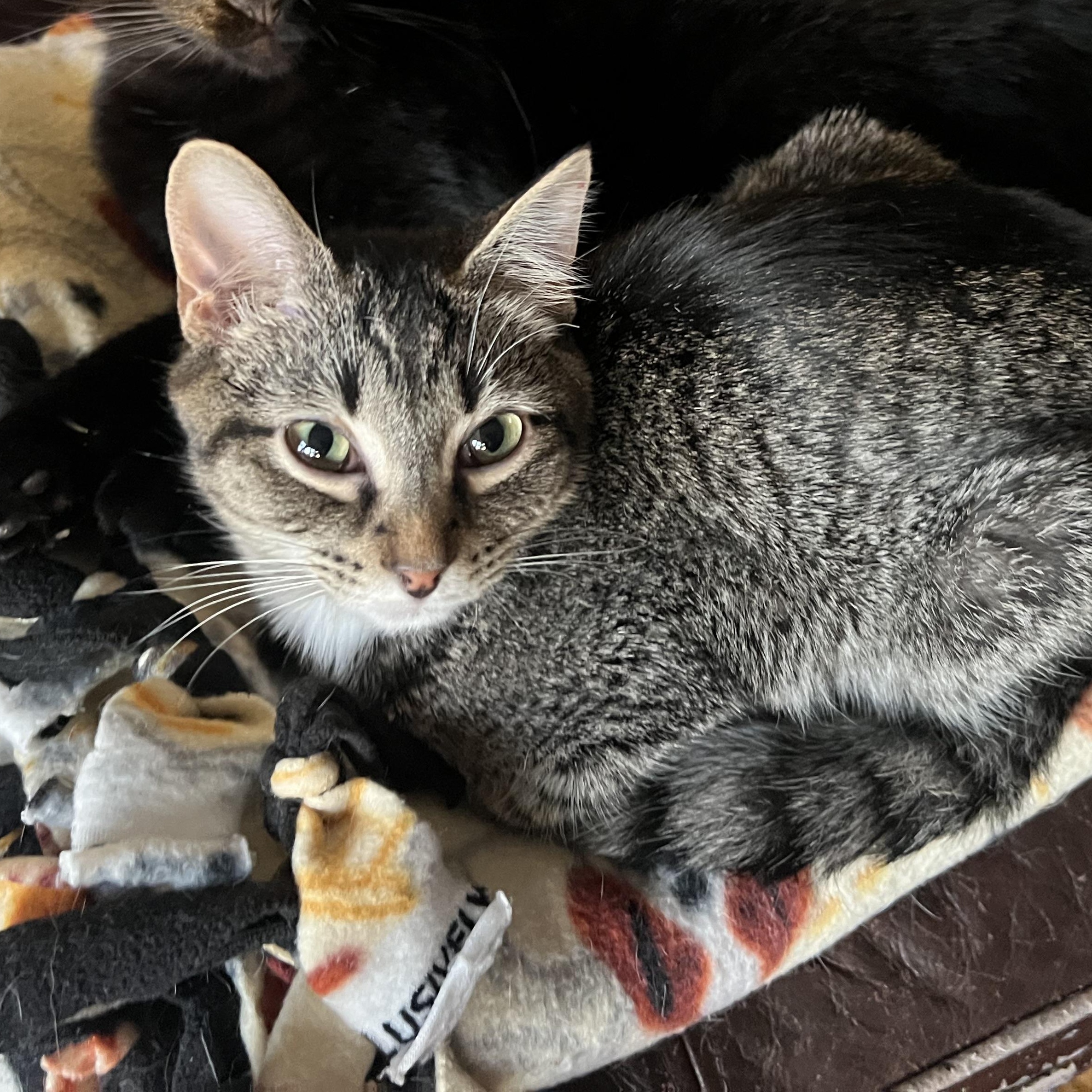 Enlarge Johnny, a Adoptable Tabby in Howell, MI image 1/4