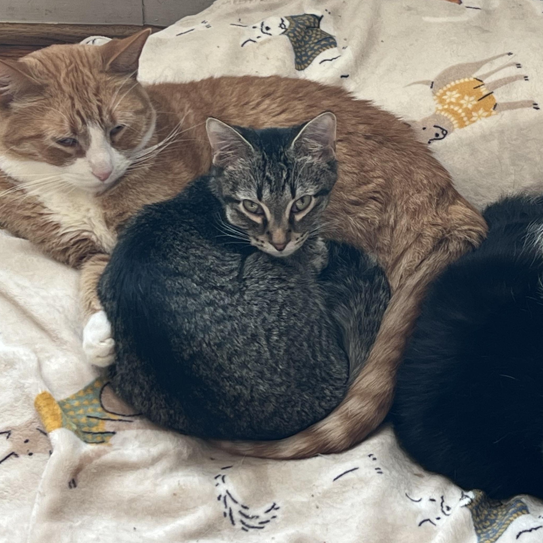 Enlarge Johnny, a Adoptable Tabby in Howell, MI image 2/4