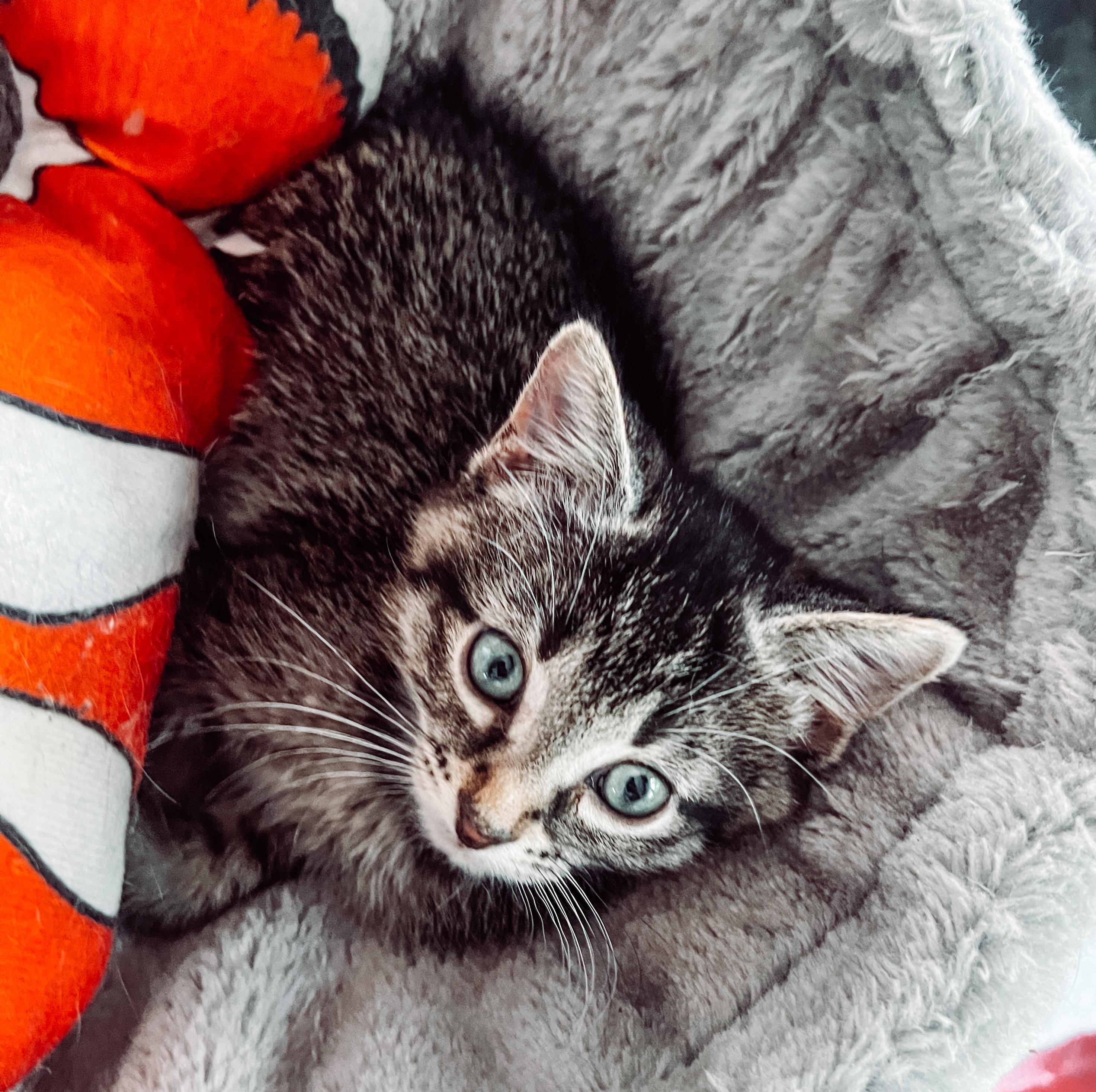 Enlarge Johnny, a Adoptable Tabby in Howell, MI image 4/4