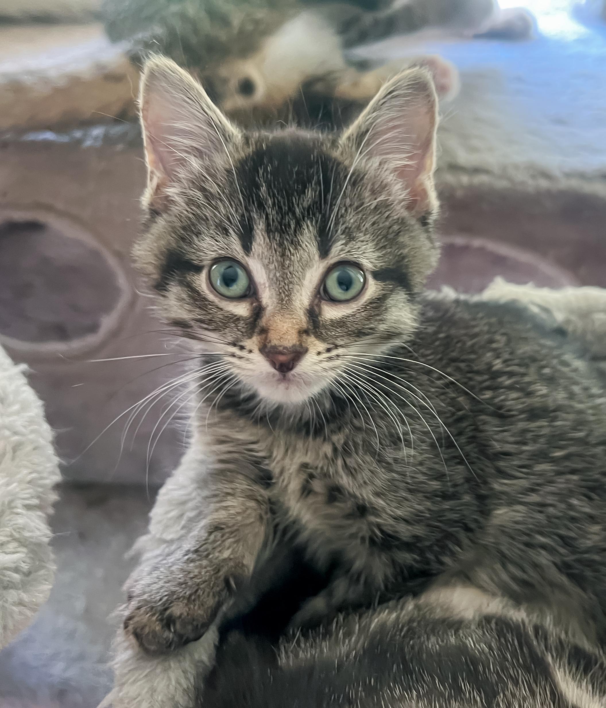 Enlarge Johnny, a Adoptable Tabby in Howell, MI image 3/4