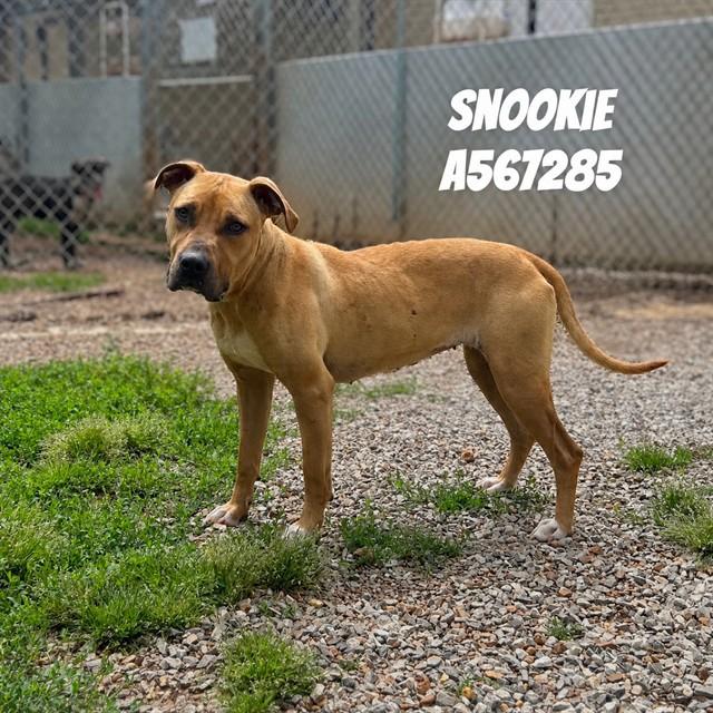 SNOOKIE, Adoptable, Young Female Pit Bull Terrier & Mixed Breed.