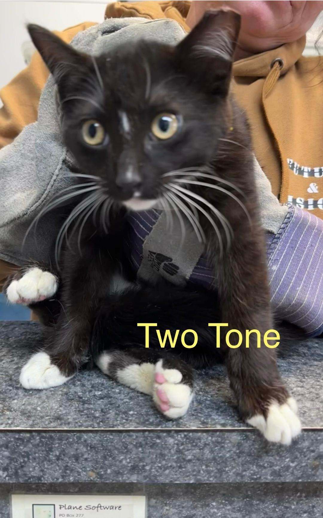 Two Tone, adopted, Young Male Domestic Short Hair.