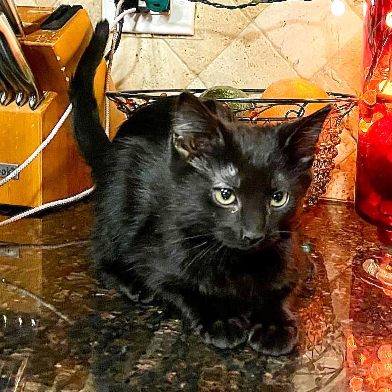 Enlarge Lima, a ADOPTABLE mixed breed in Bloomingdale, IL image 2/6