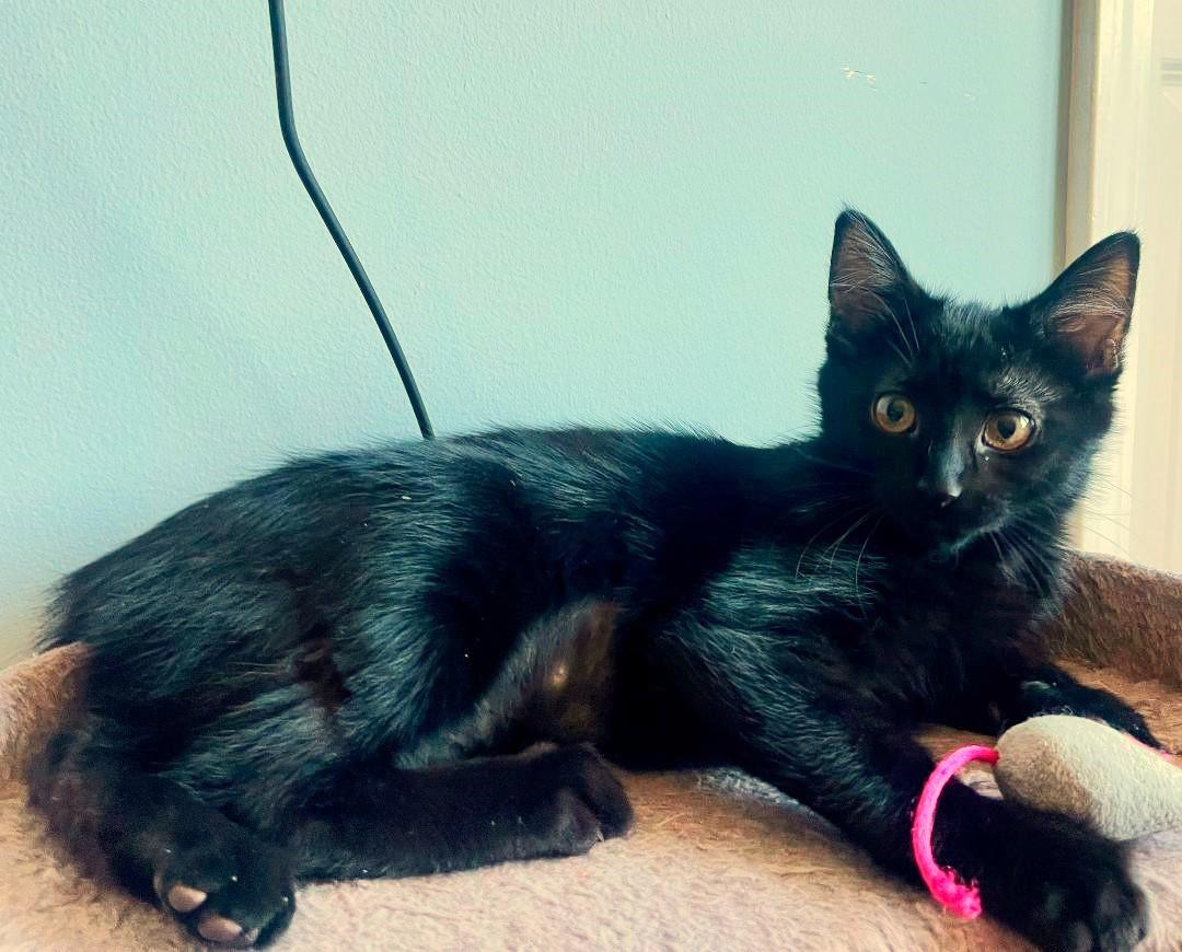 Enlarge Lima, a ADOPTABLE mixed breed in Bloomingdale, IL image 3/6