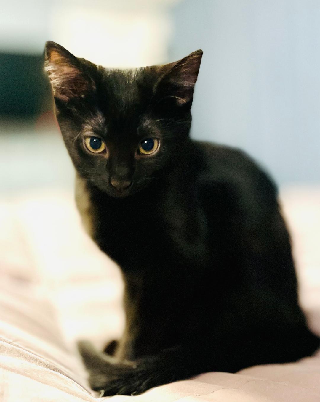 Enlarge Lima, a ADOPTABLE mixed breed in Bloomingdale, IL image 1/6