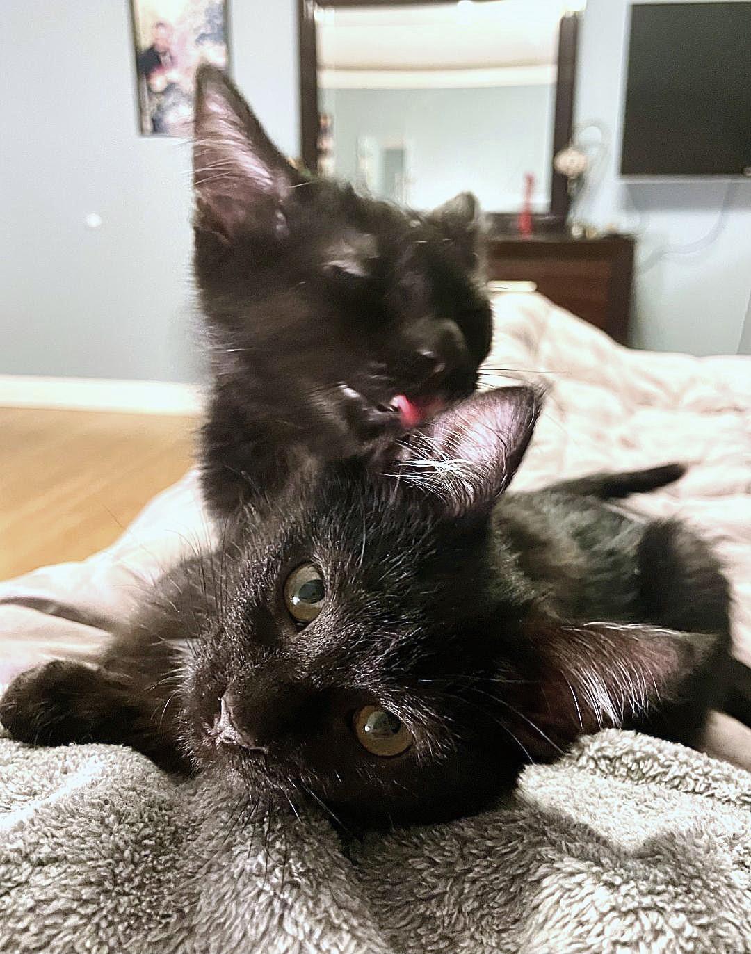 Enlarge Lima, a ADOPTABLE mixed breed in Bloomingdale, IL image 6/6