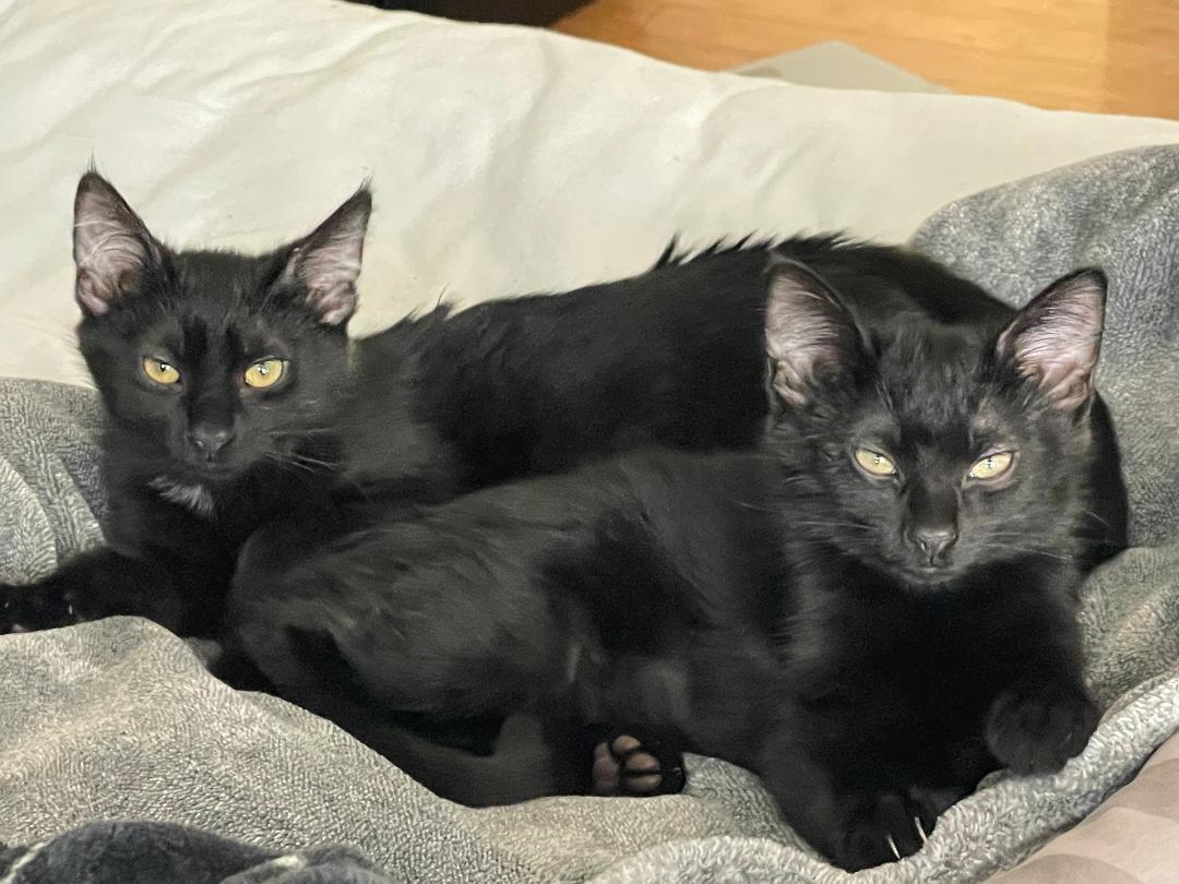 Enlarge Lima, a ADOPTABLE mixed breed in Bloomingdale, IL image 5/6