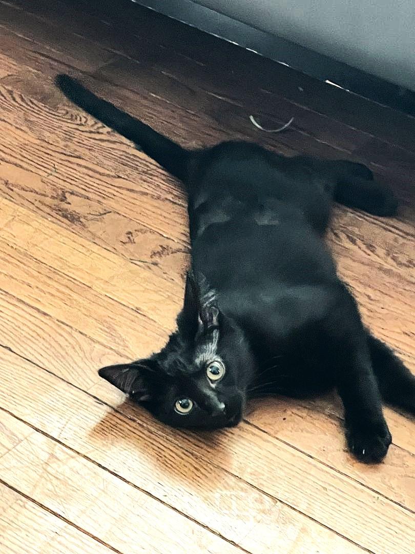 Enlarge Lima, a ADOPTABLE mixed breed in Bloomingdale, IL image 4/6