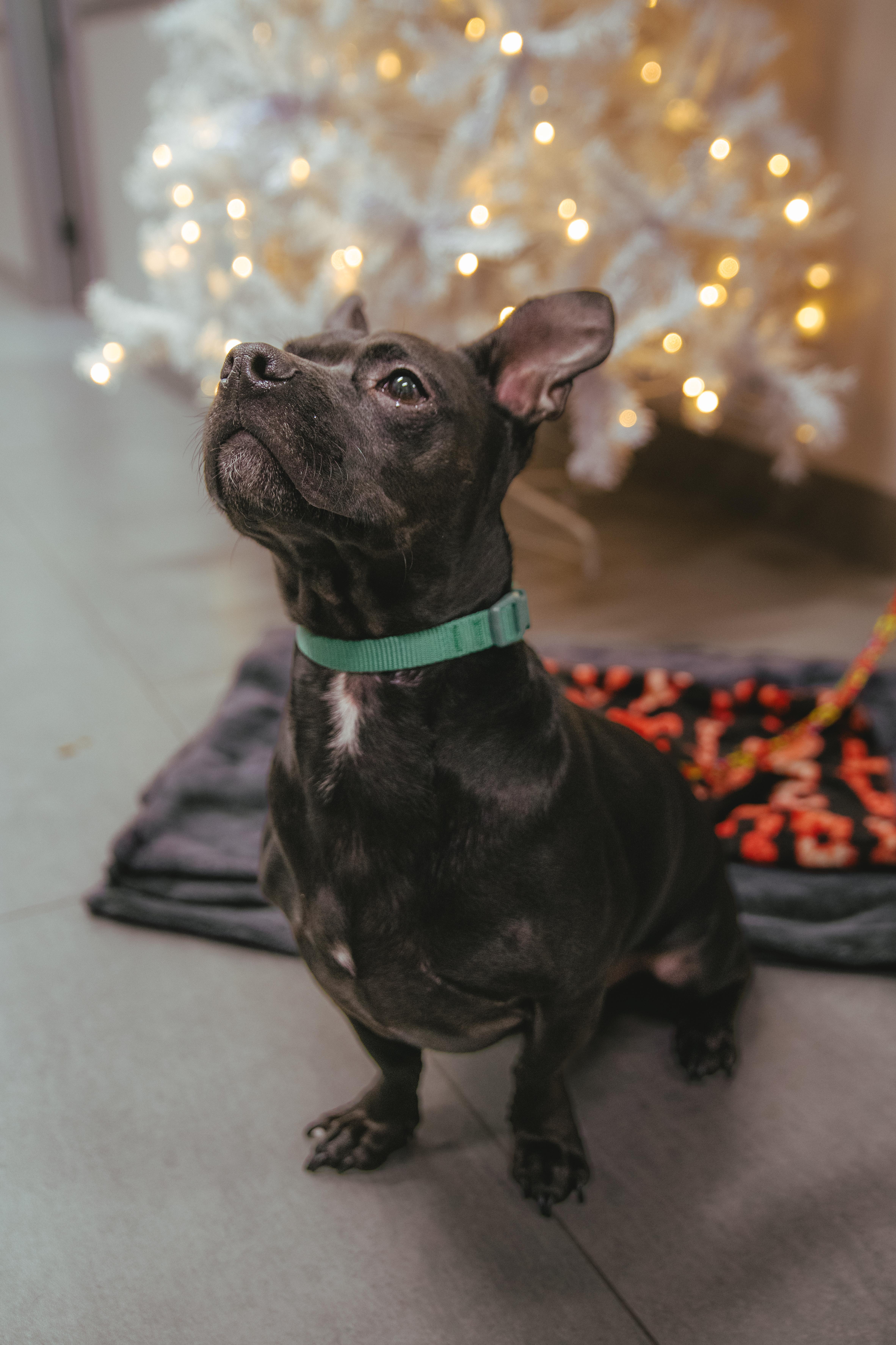 Antoine is Available at Maison Sûre, an adopted mixed breed in Sherman Oaks, CA image 4/6