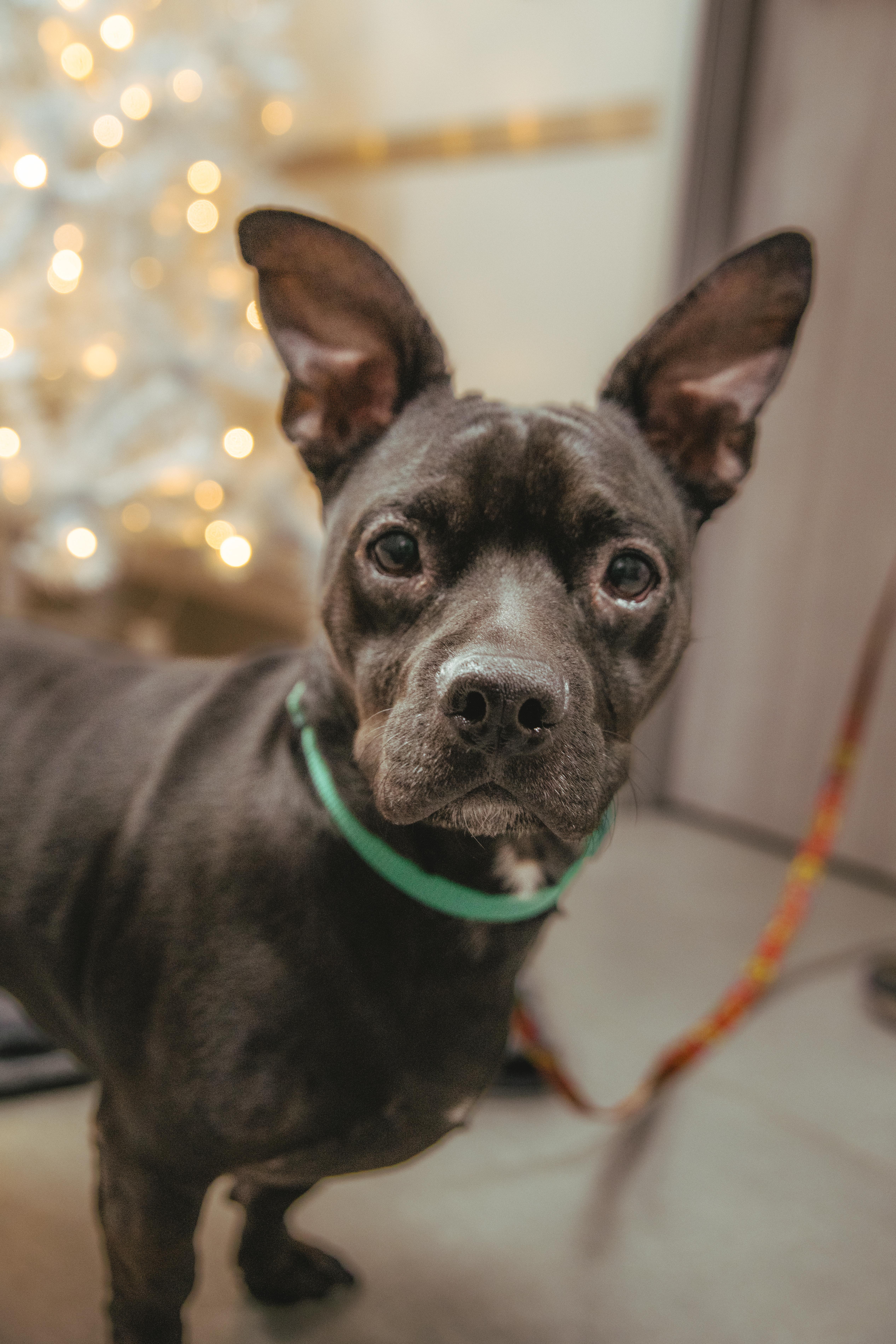 Antoine is Available at Maison Sûre, an adopted mixed breed in Sherman Oaks, CA image 3/6