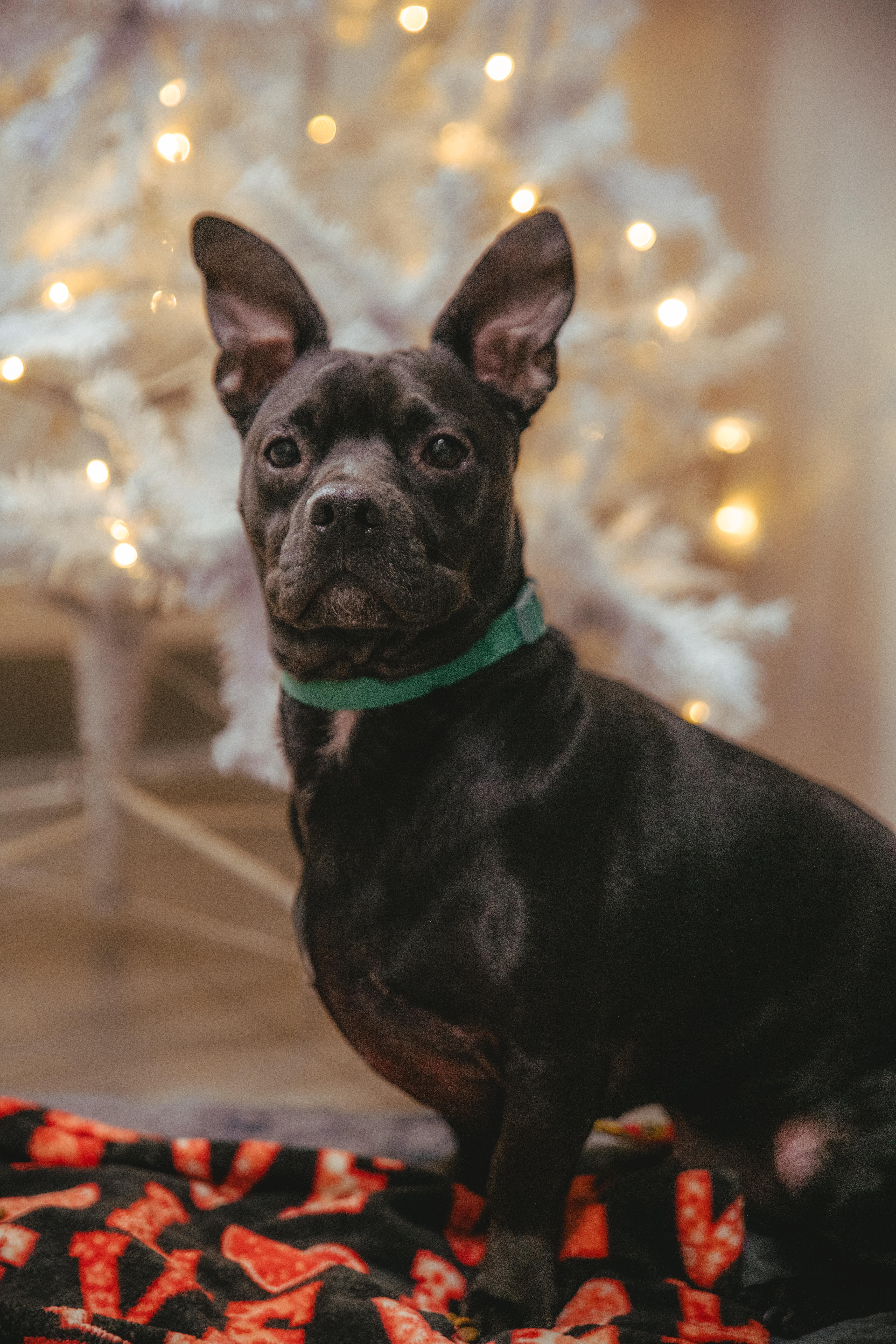 Antoine is Available at Maison Sûre, an adopted mixed breed in Sherman Oaks, CA image 6/6