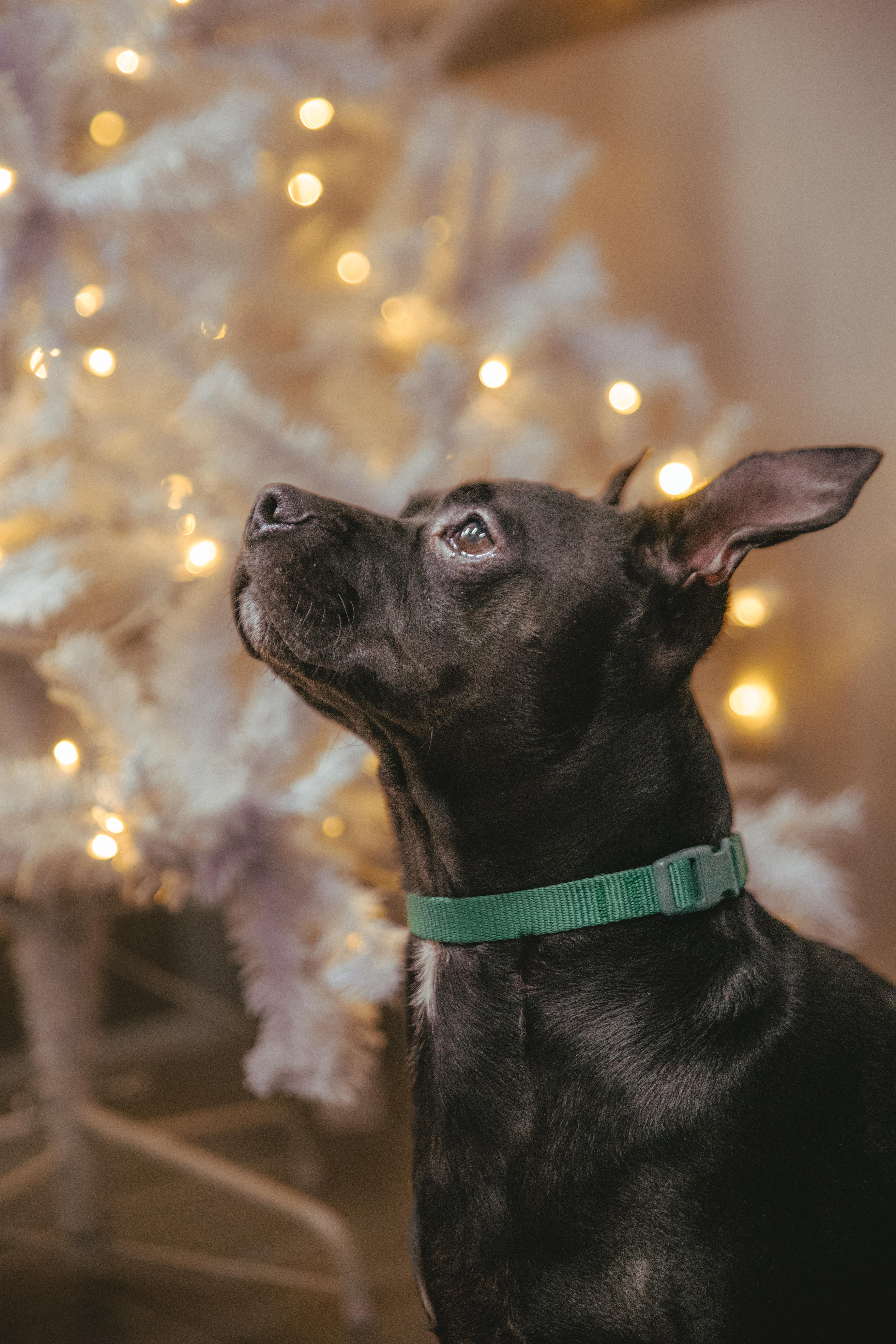 Antoine is Available at Maison Sûre, an adopted mixed breed in Sherman Oaks, CA image 2/6