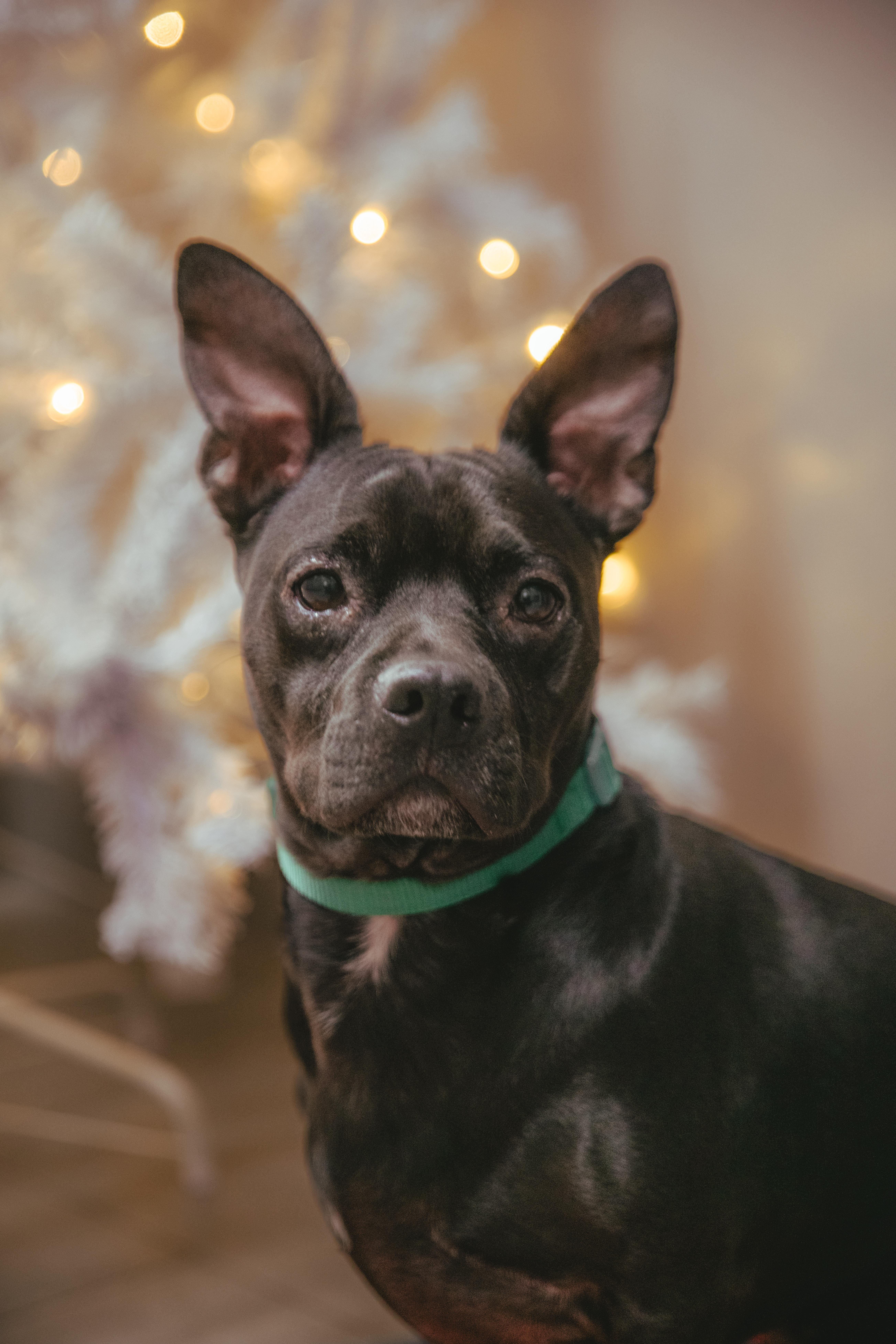 Antoine is Available at Maison Sûre, adopted, Adult Male Terrier.