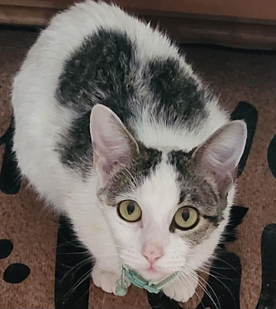 Enlarge Winter, a Adoptable Domestic Short Hair in Mokena, IL image 2/4