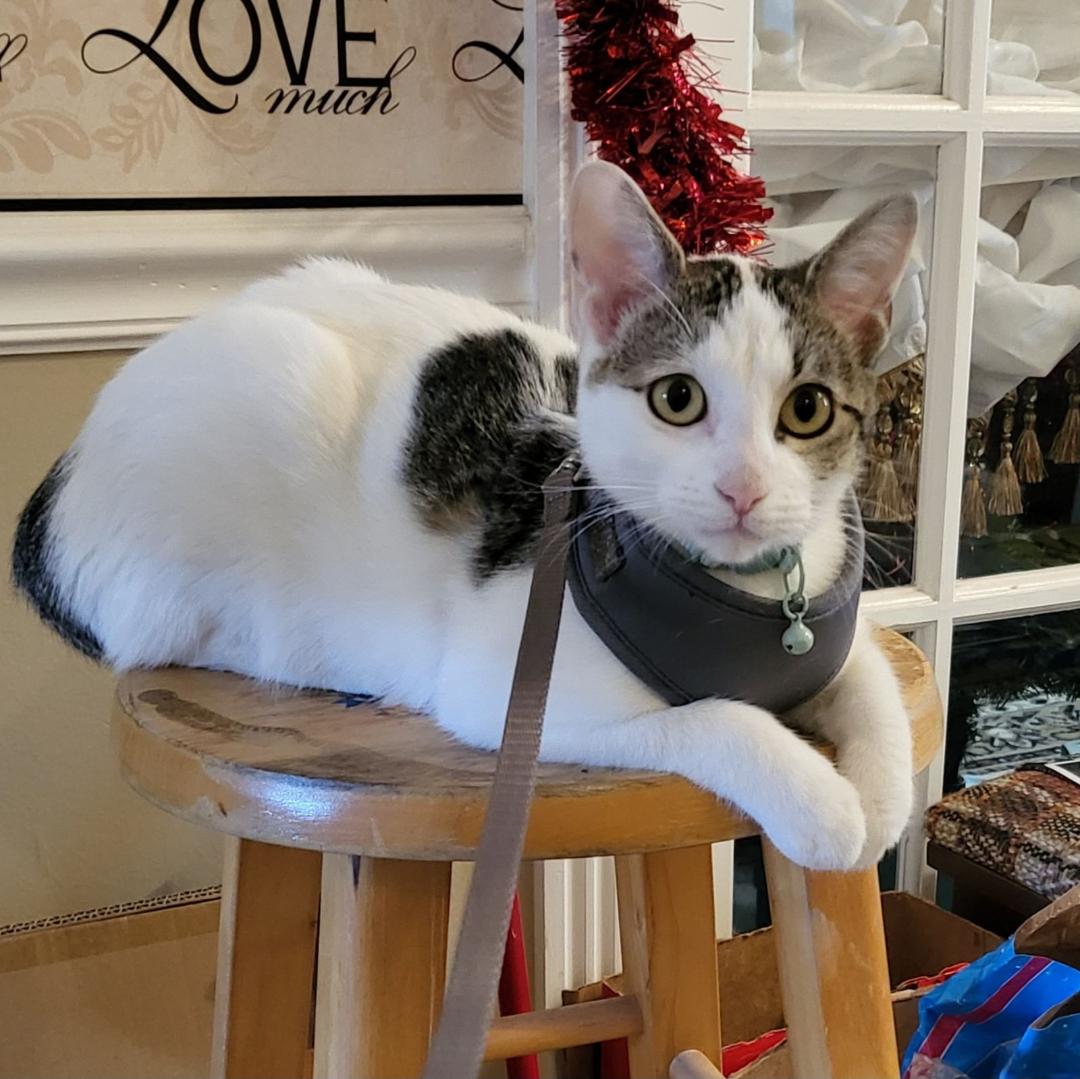 Enlarge Winter, a Adoptable Domestic Short Hair in Mokena, IL image 1/4