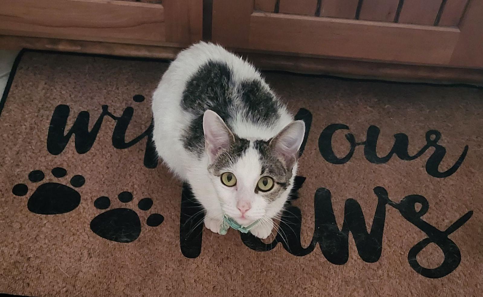 Winter, Adoptable, Young Female Domestic Short Hair.