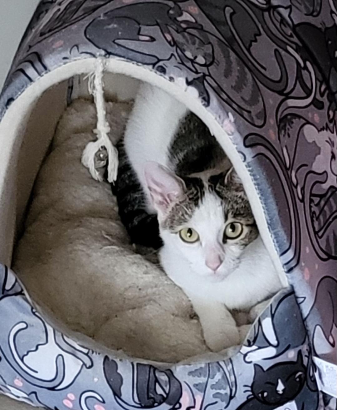 Enlarge Winter, a Adoptable Domestic Short Hair in Mokena, IL image 3/4