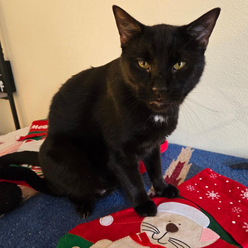 Enlarge Lotus (Buddy), a Adoptable Domestic Short Hair in Pennsville, NJ image 1/1