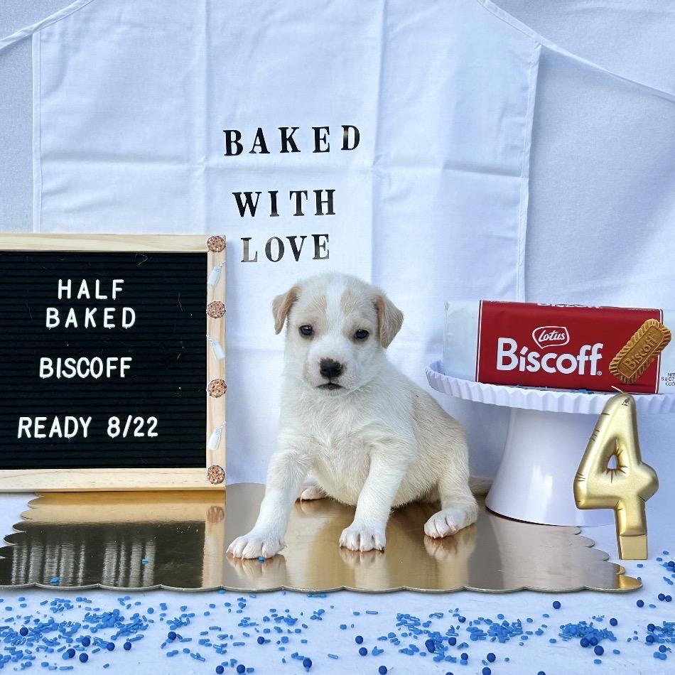 701E (2026) Biscoff, Adoptable, Puppy Male Siberian Husky & Boxer.