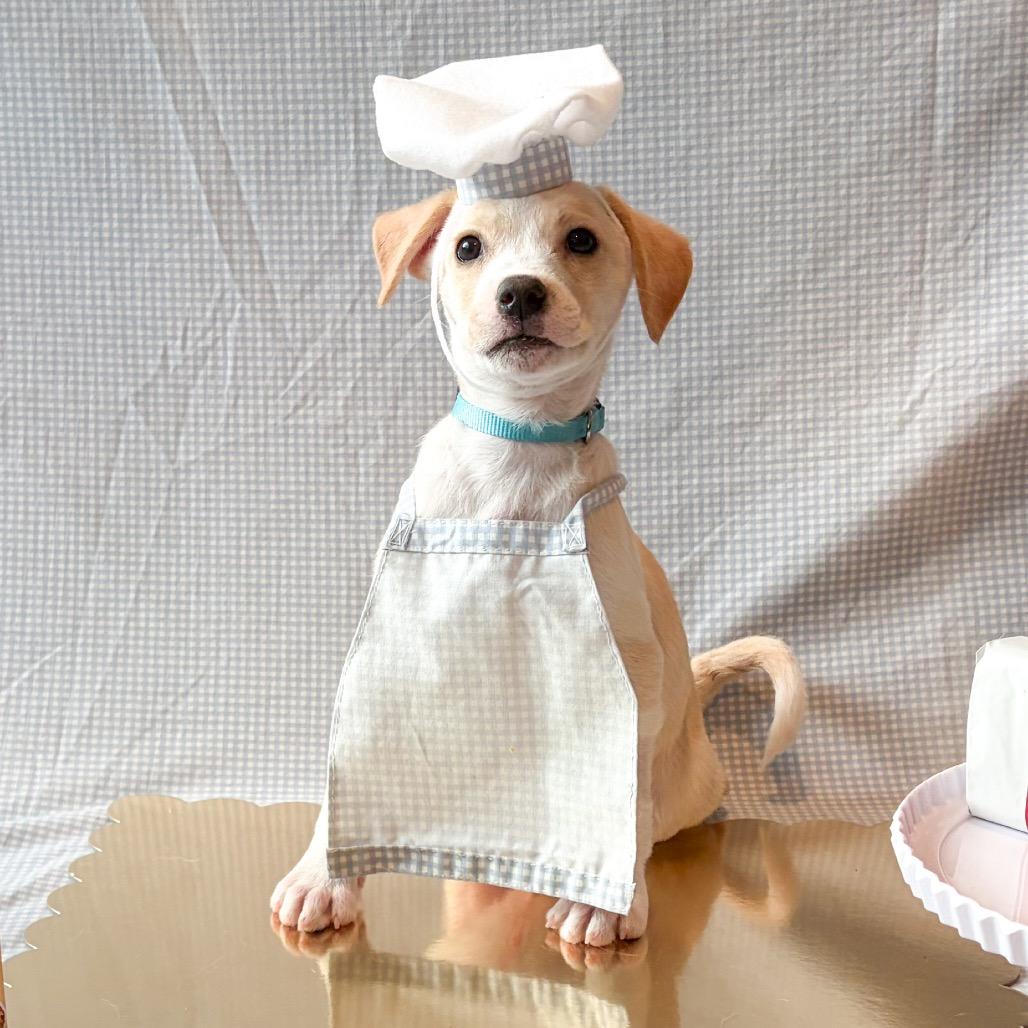 701E (2026) Biscoff, a Adoptable mixed breed in Parker, CO image 3/6