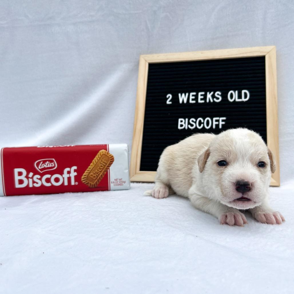 701E (2026) Biscoff, a Adoptable mixed breed in Parker, CO image 4/6