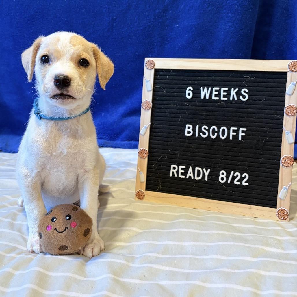 701E (2026) Biscoff, a Adoptable mixed breed in Parker, CO image 5/6