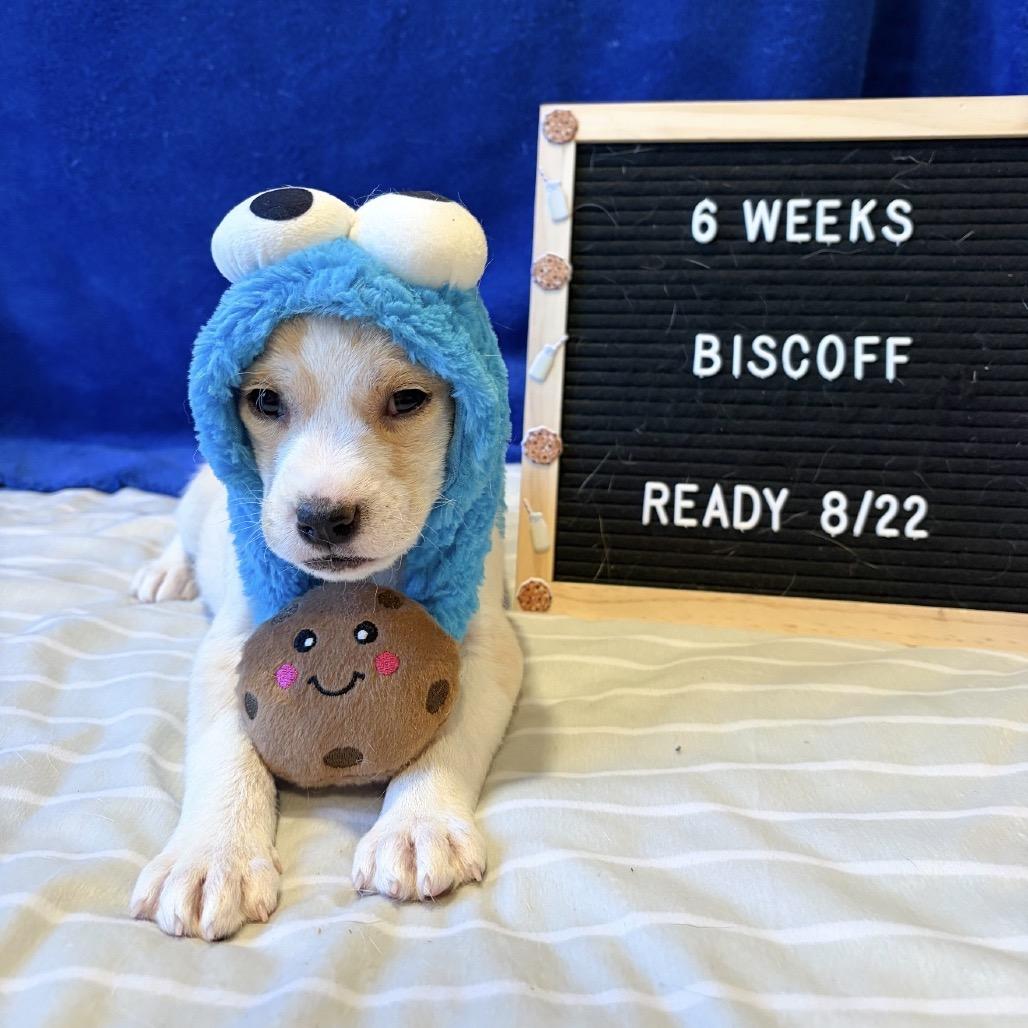 701E (2026) Biscoff, a Adoptable mixed breed in Parker, CO image 6/6