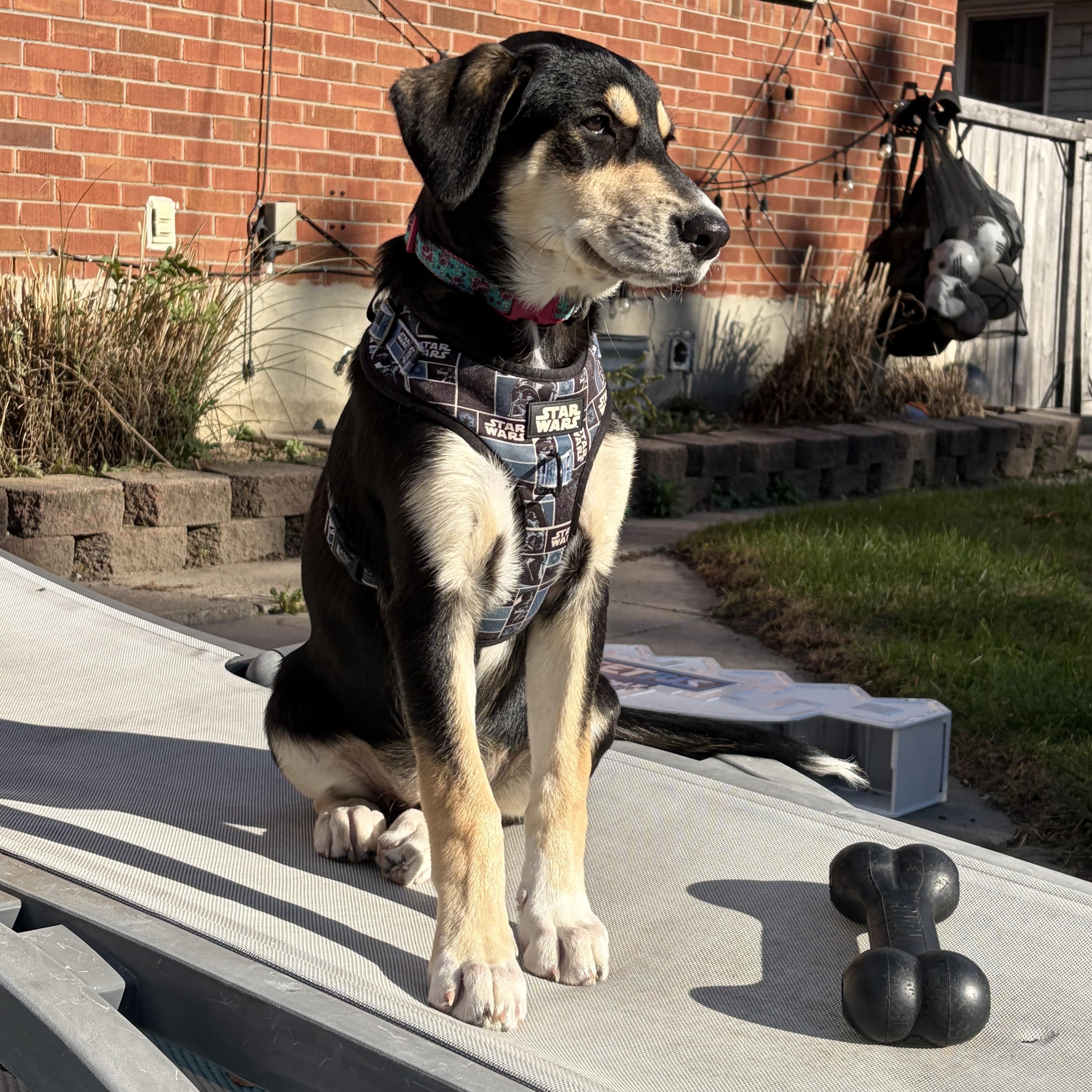 Enlarge Luna, a Adoptable mixed breed in Oshawa, ON image 4/6